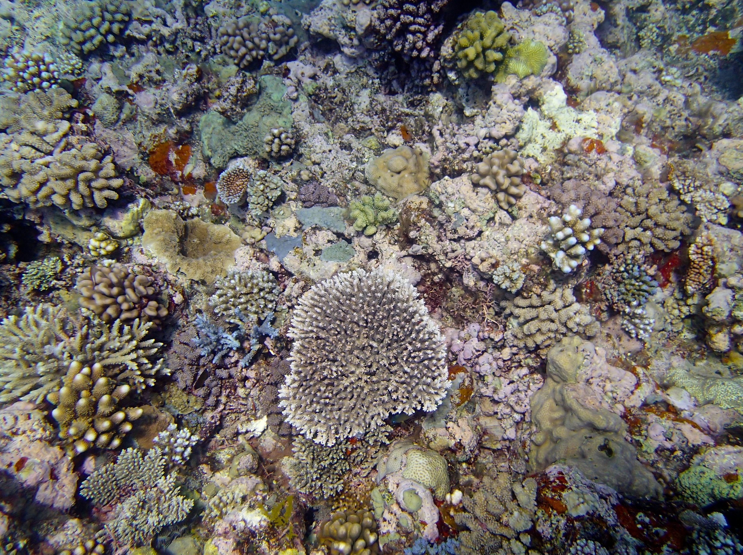 high coral diversity.jpg