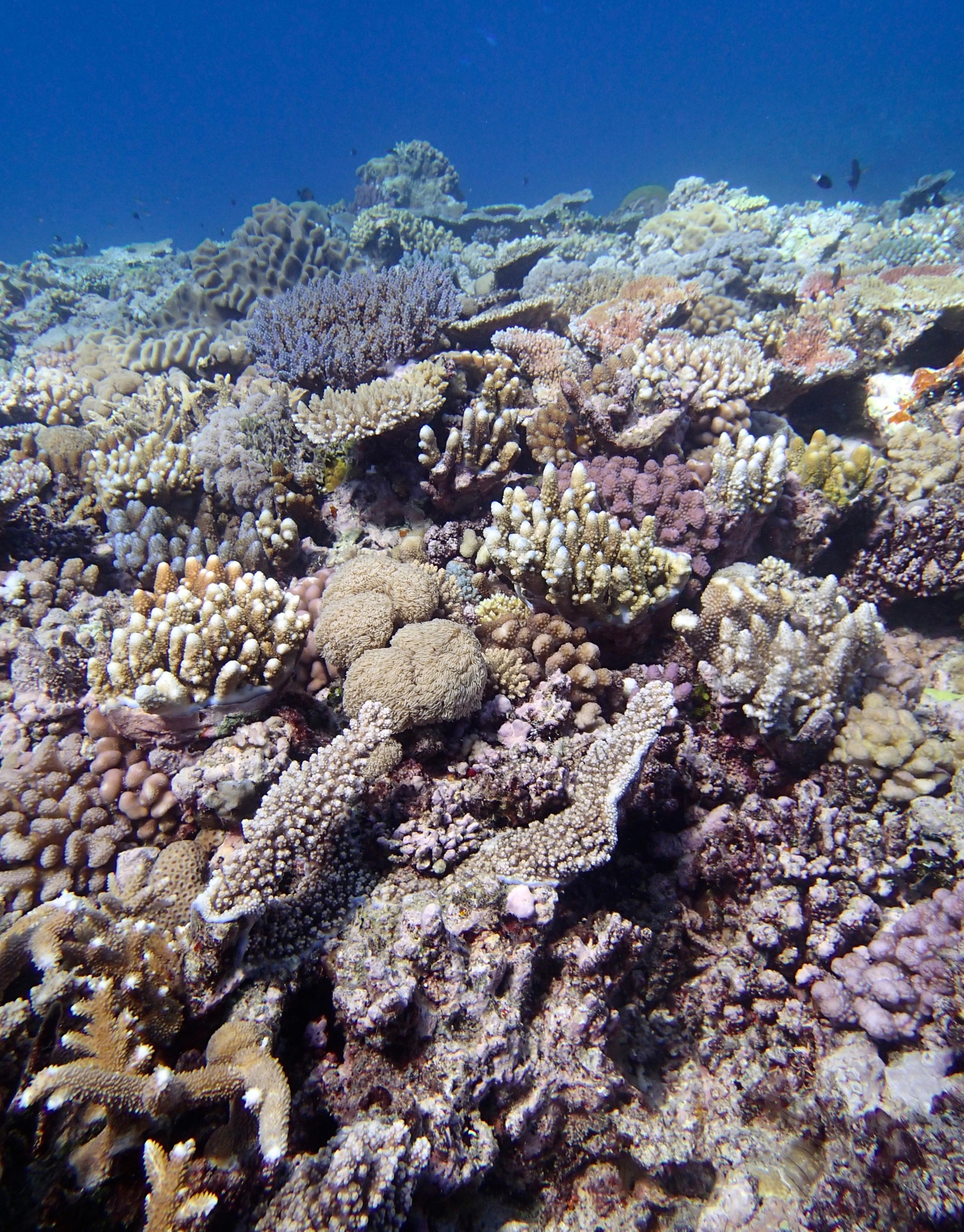 Jewel Reef at 6-7 m.jpg