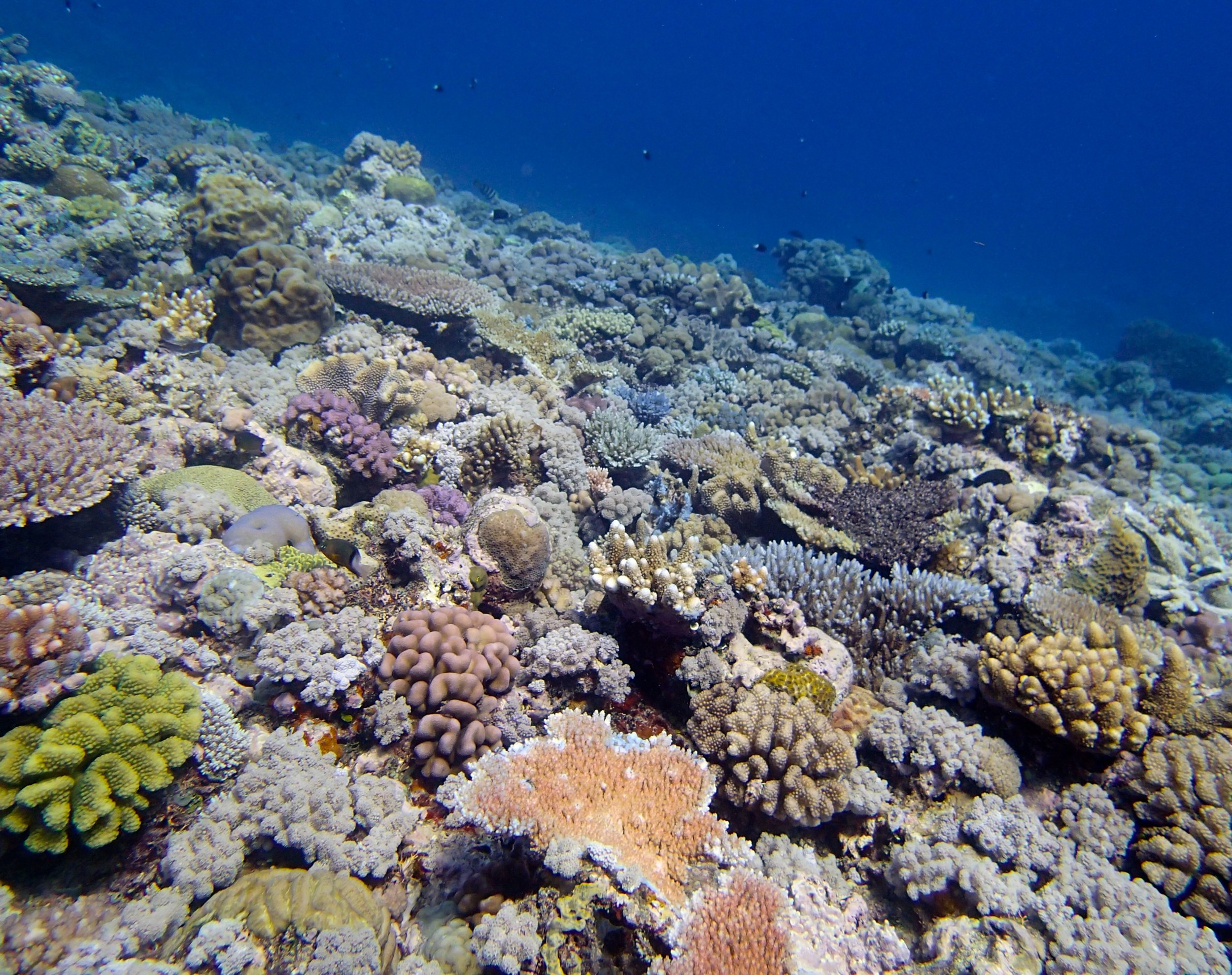 Jewell Reef 9-12-14.jpg
