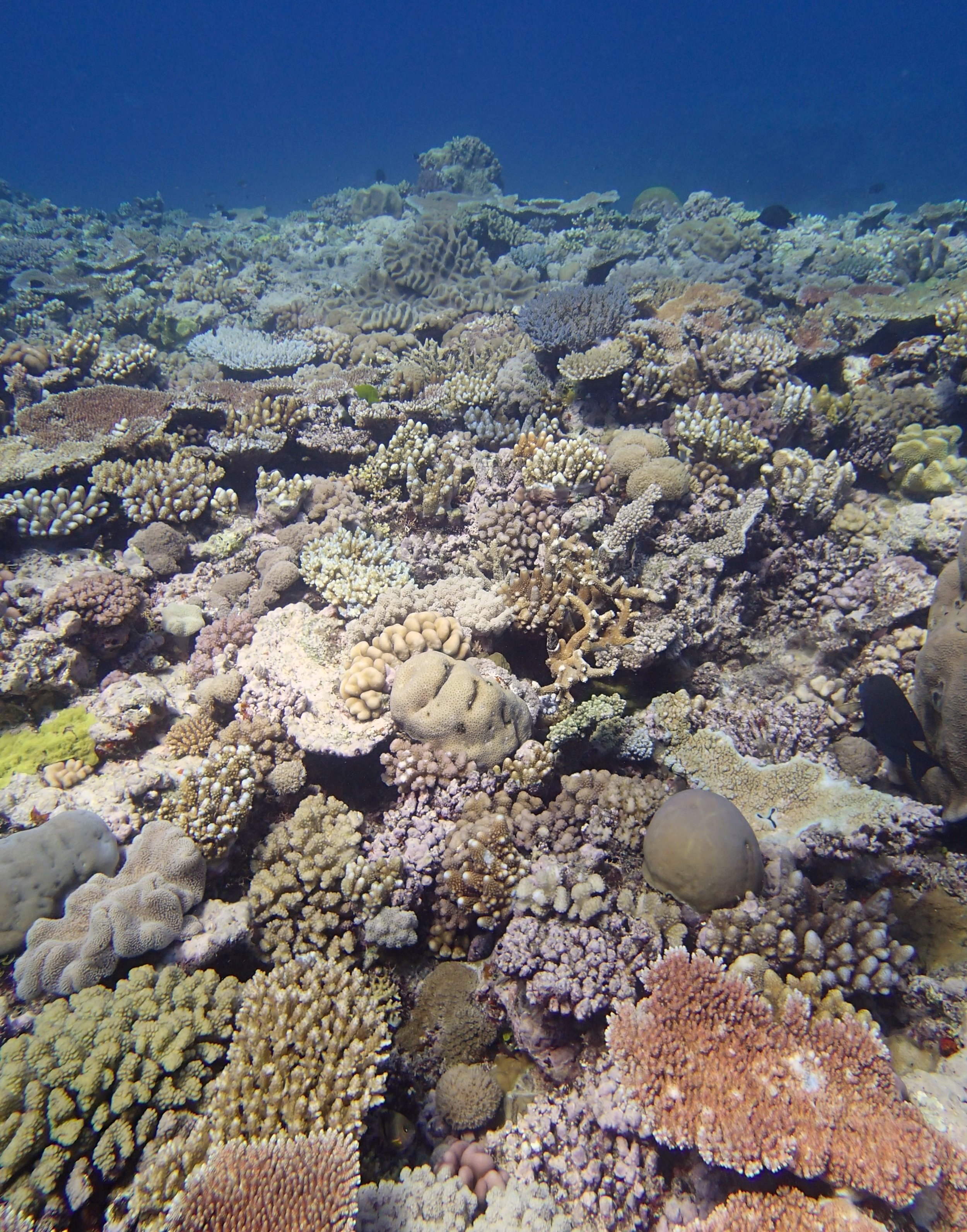 Jewel Reef.jpg