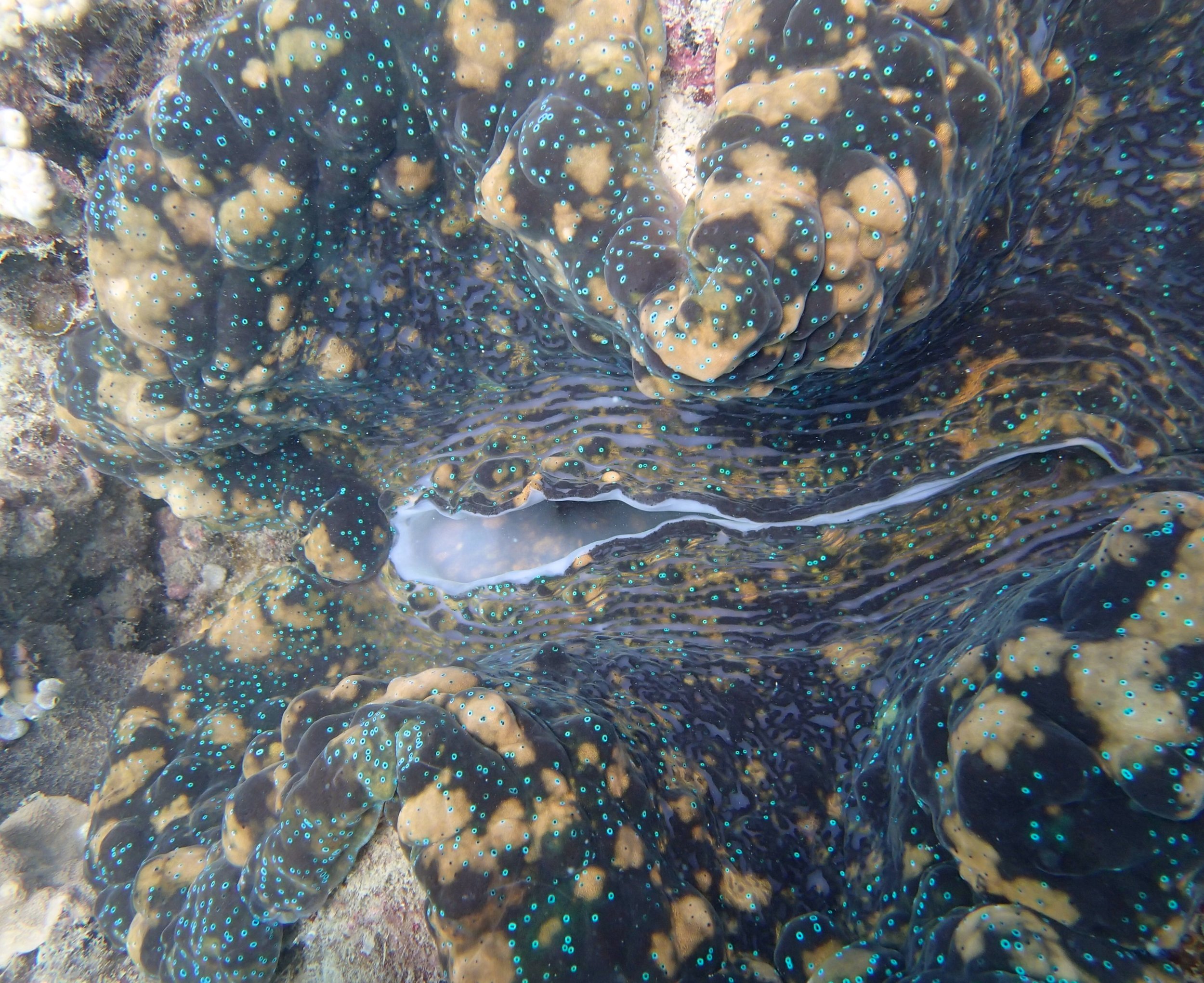 monster giant clam.jpg