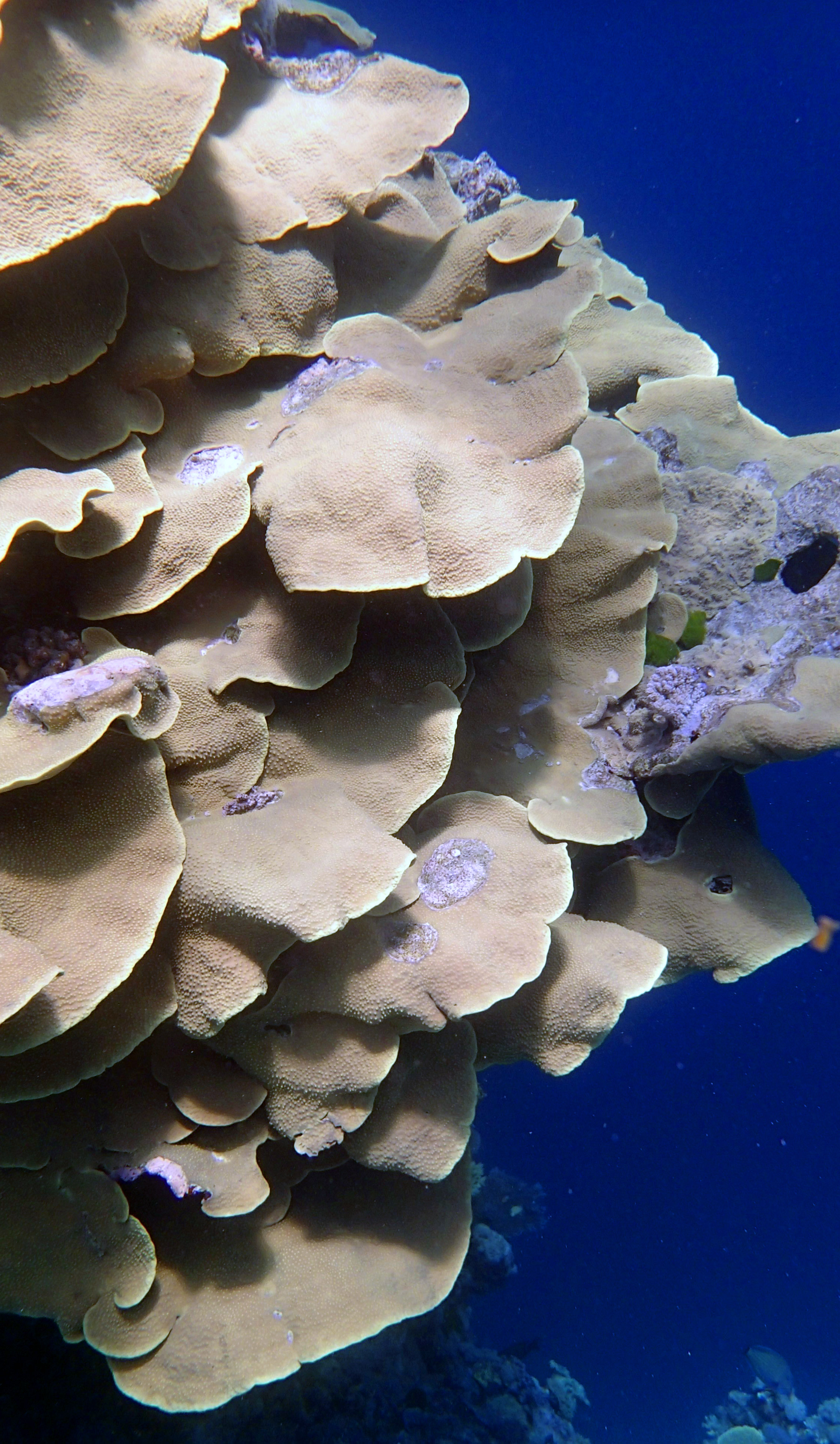 Turbinaria at Yule Detached Reef.jpg