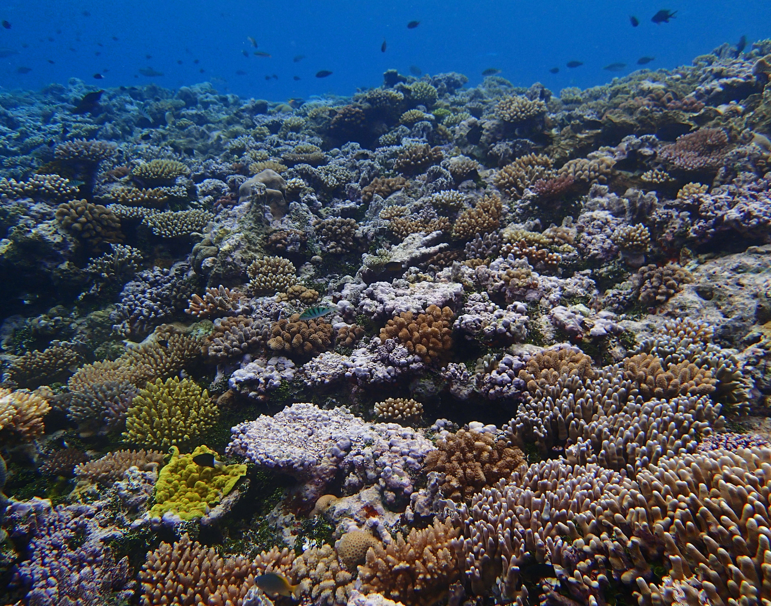 Reef Islands day 3.jpg
