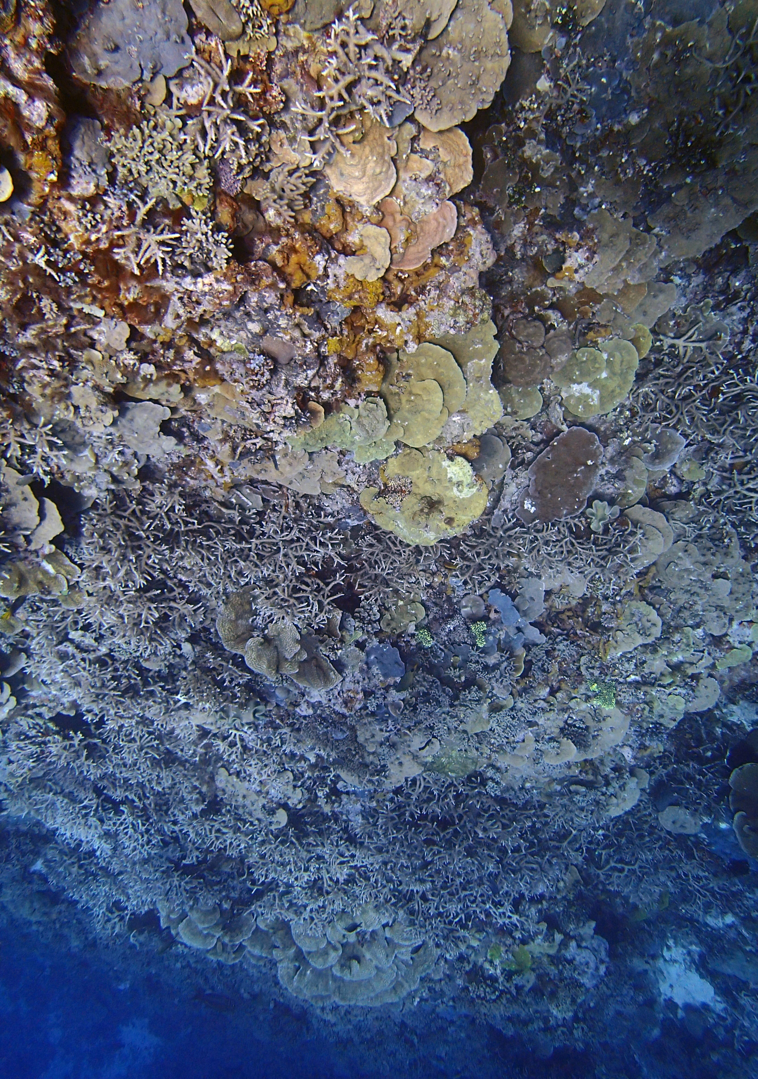 wall of coral.jpg