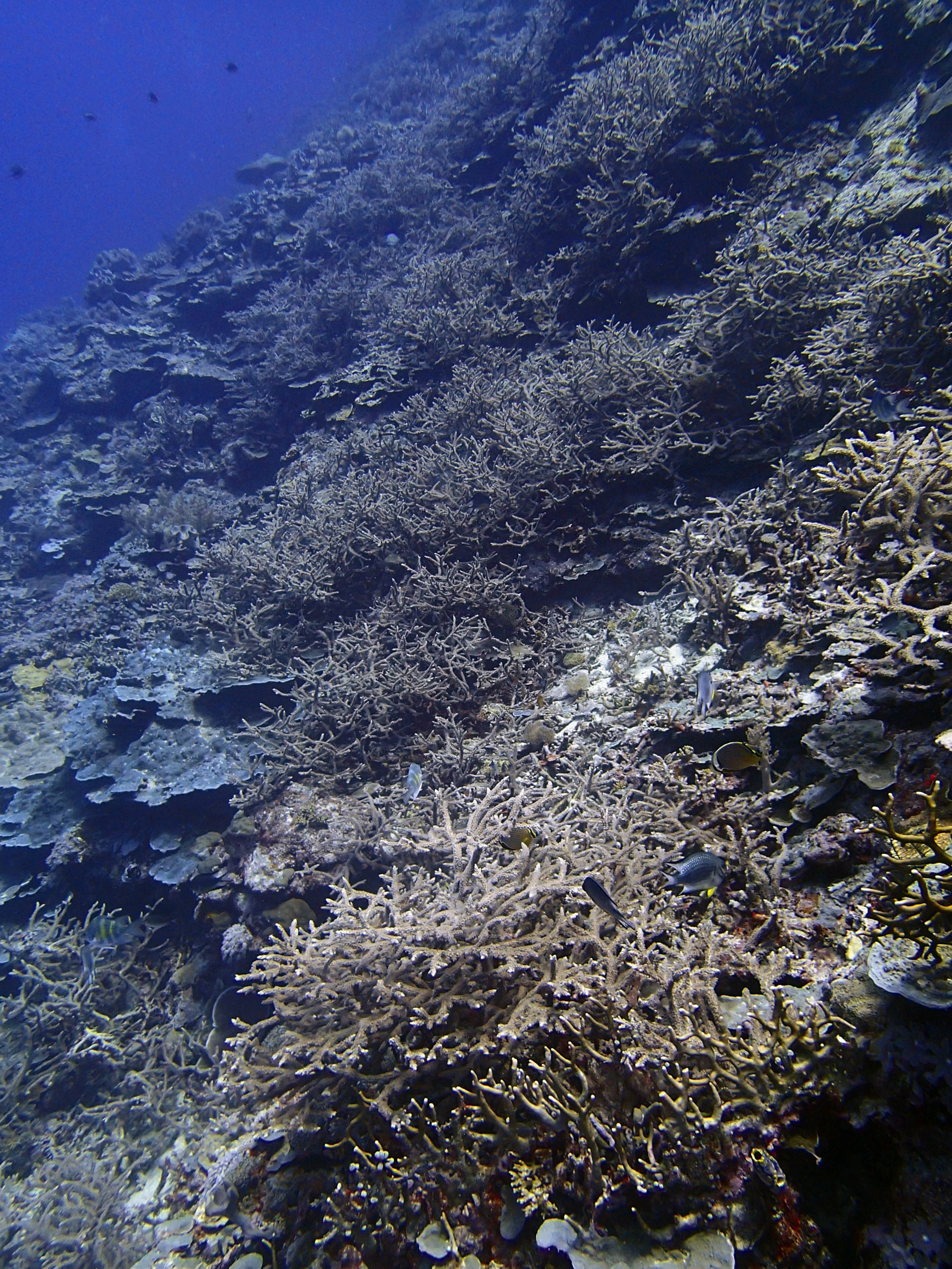Reef Islands day 1.jpg