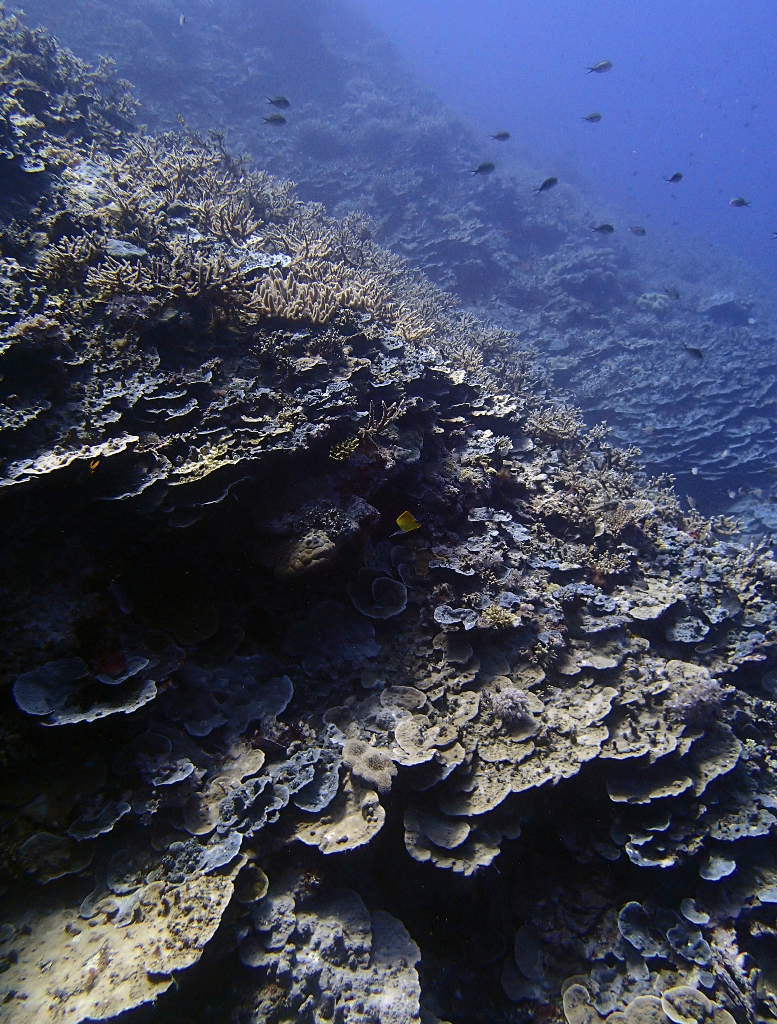 Reef Islands.jpg