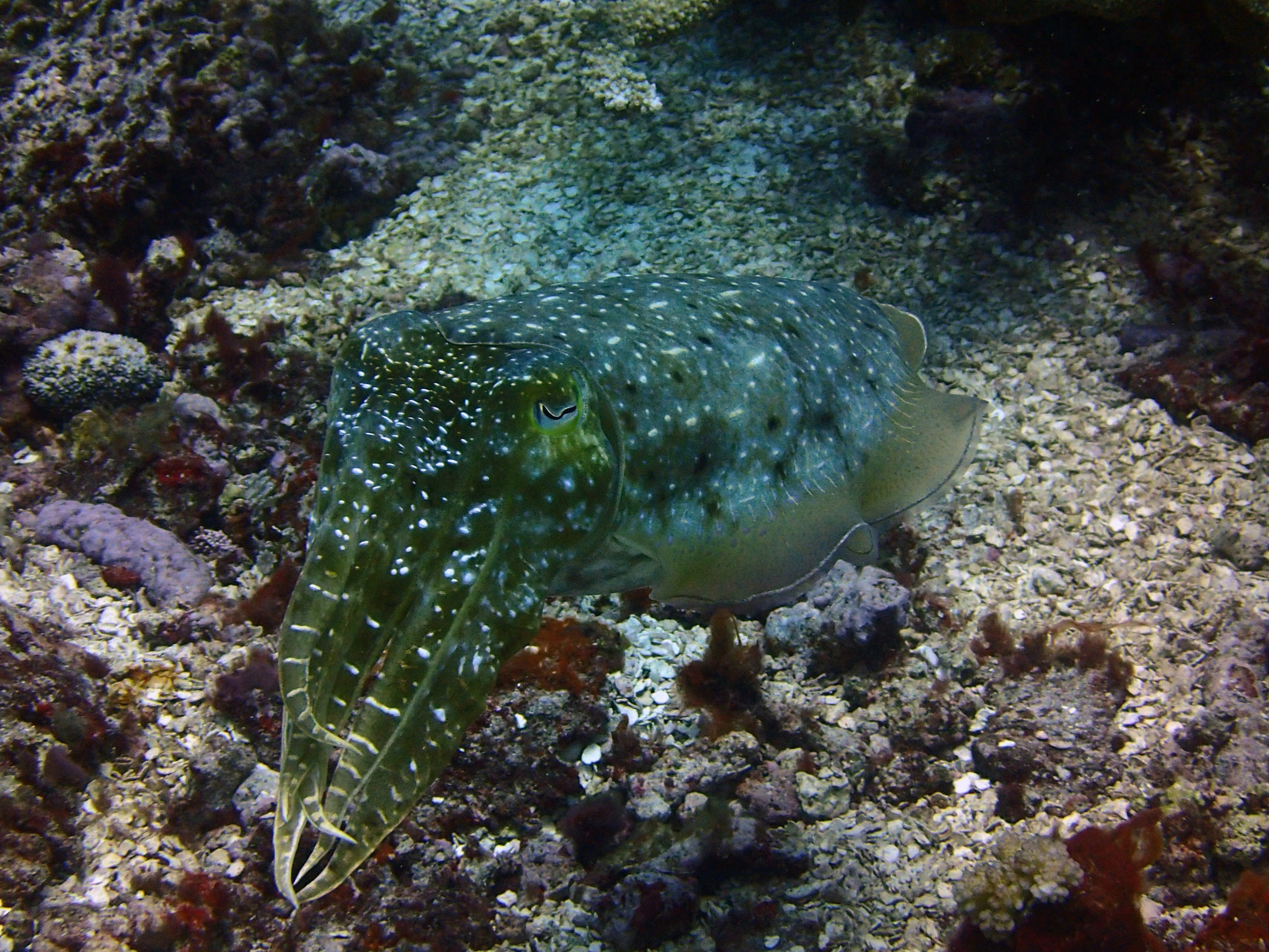 good cuttlefish shot.jpg