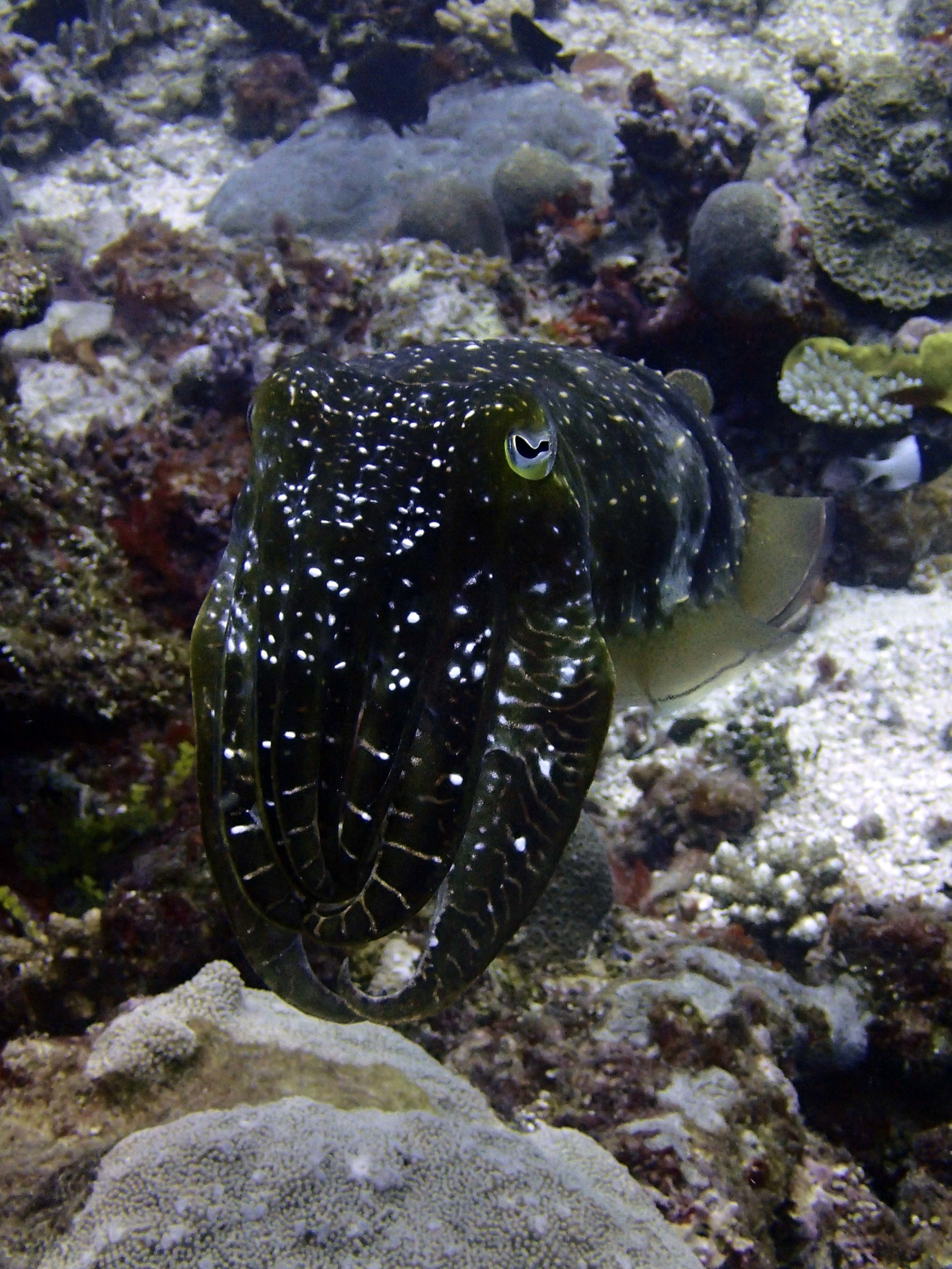 cuttlefish2.jpg
