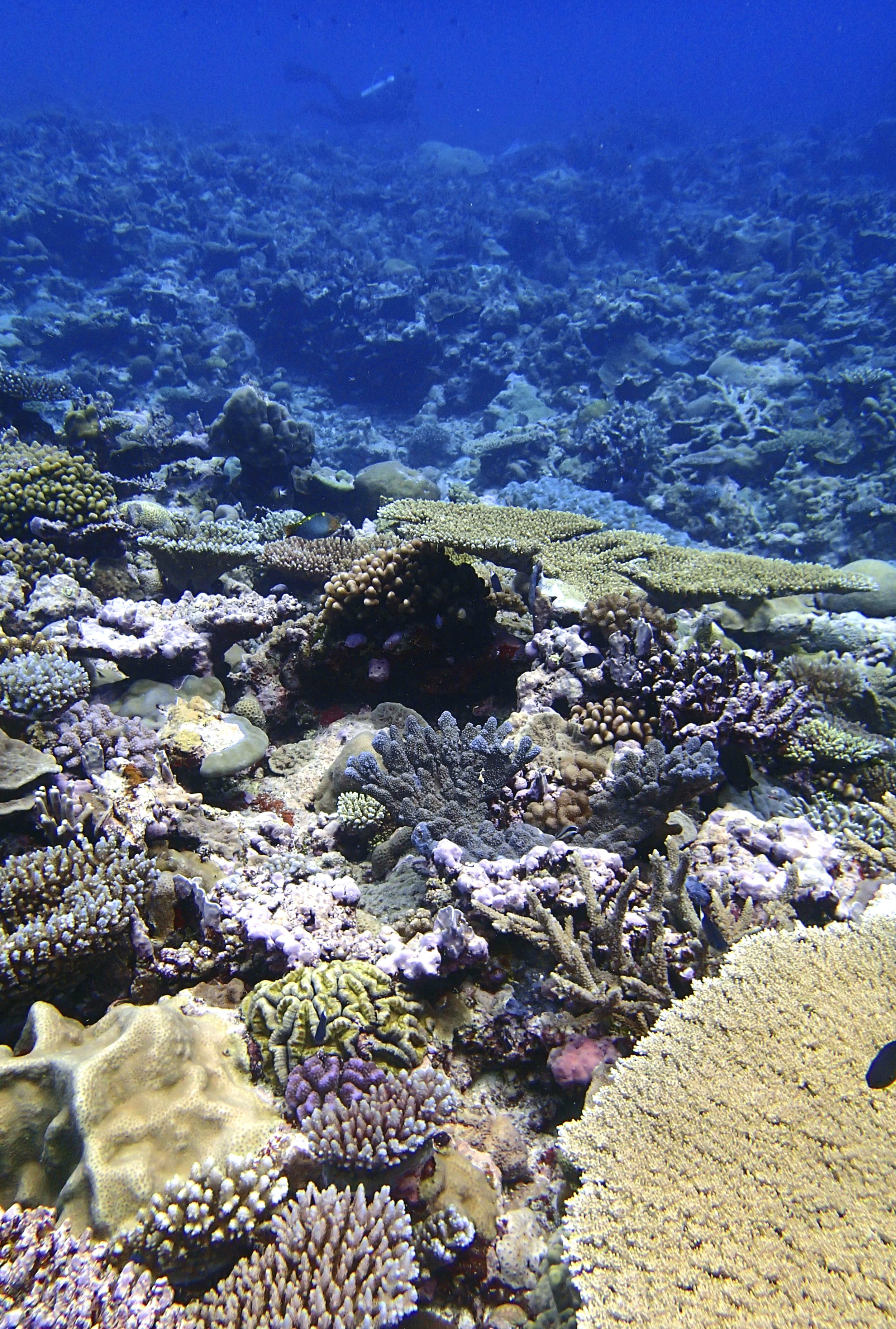 good coral shot of Utupua.jpg