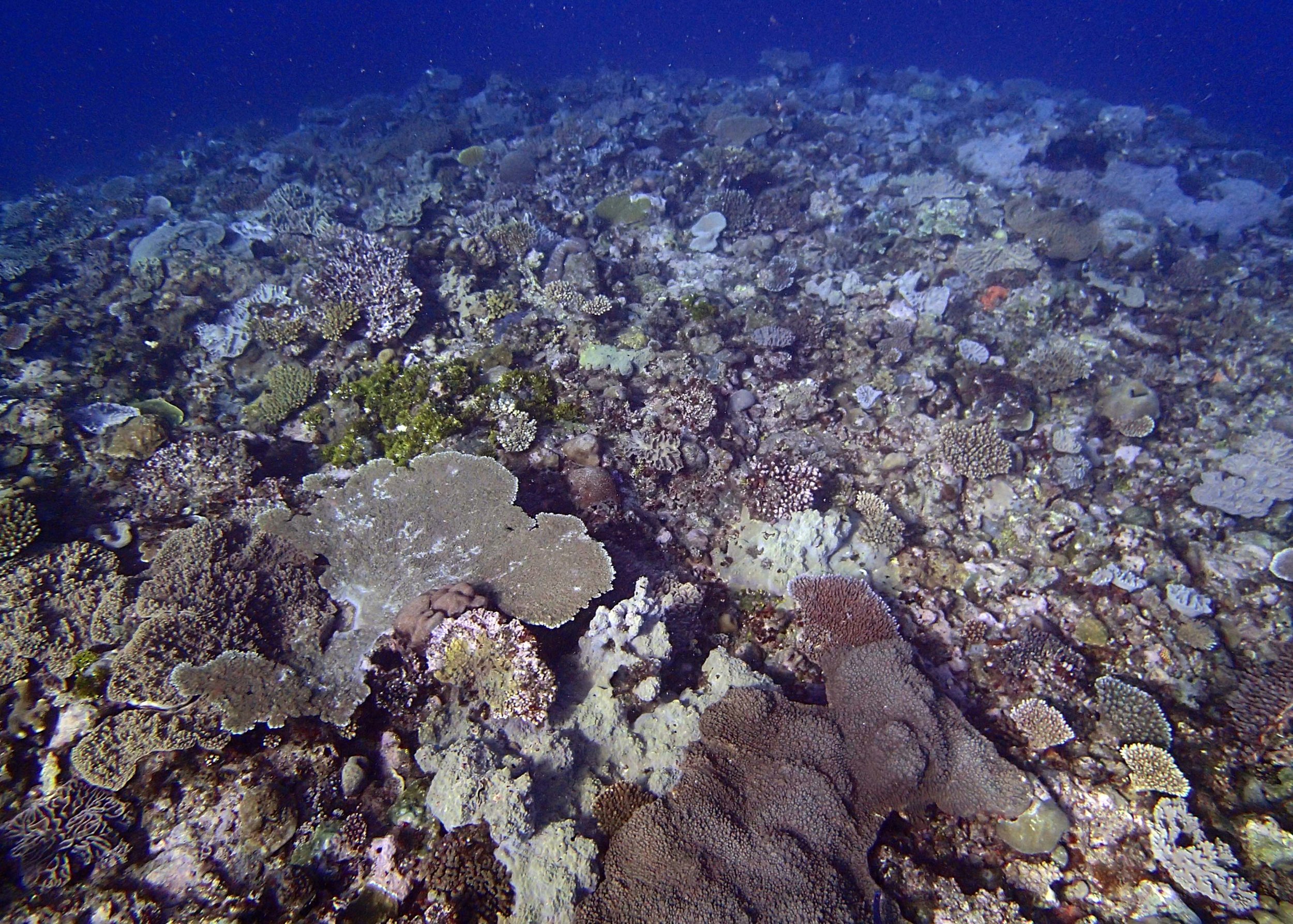 corals of Gizo.jpg