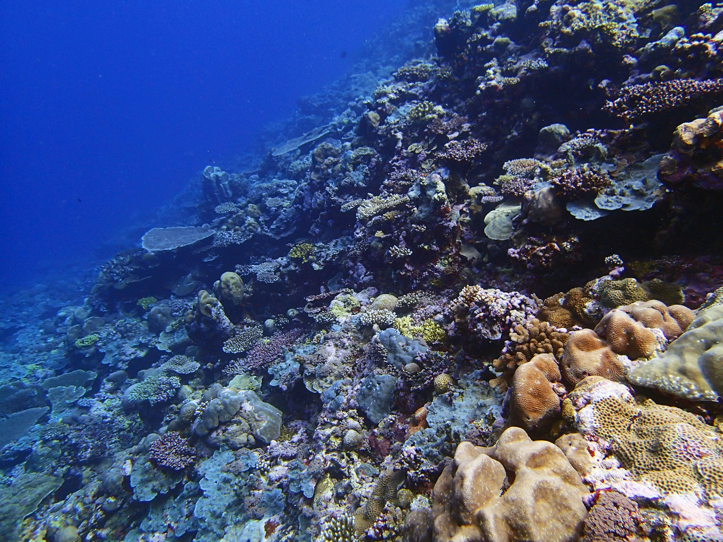 1st dive of 1-14-15.jpg