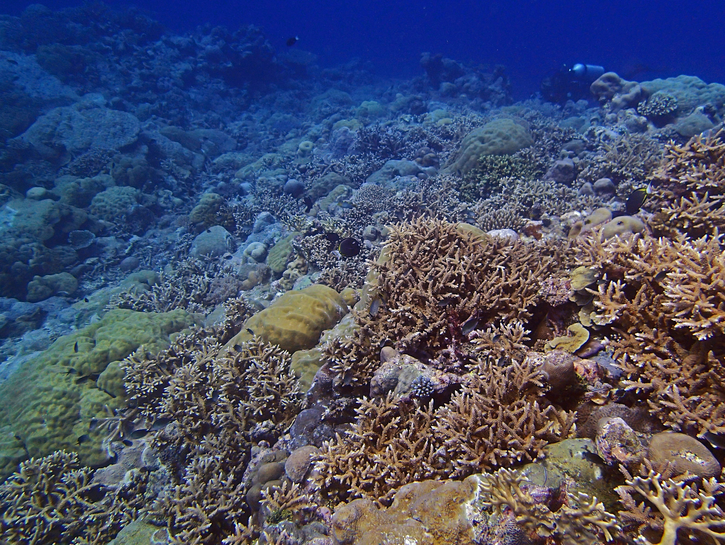 beautiful Velasco reef.jpg