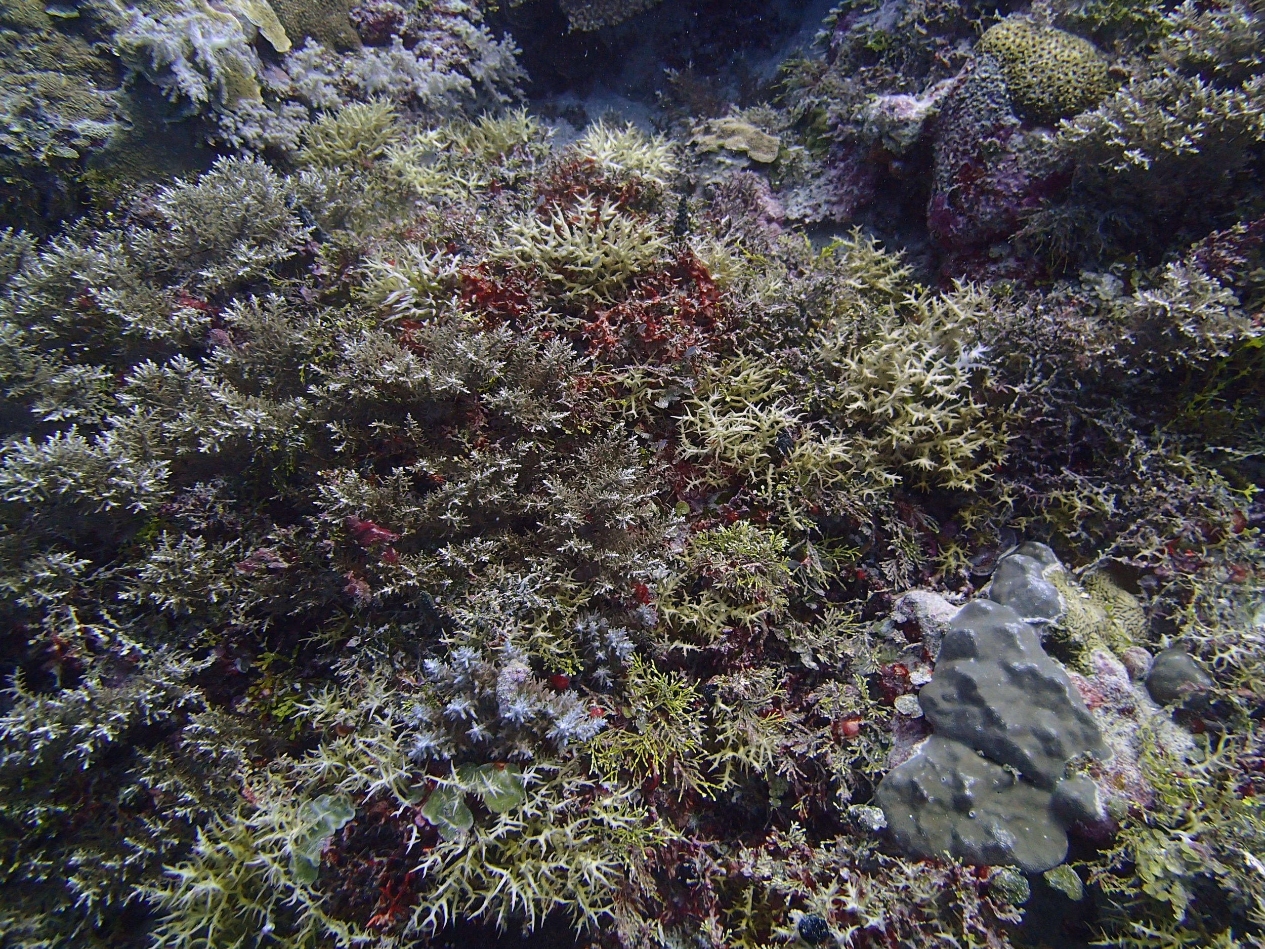 brittle corals.jpg