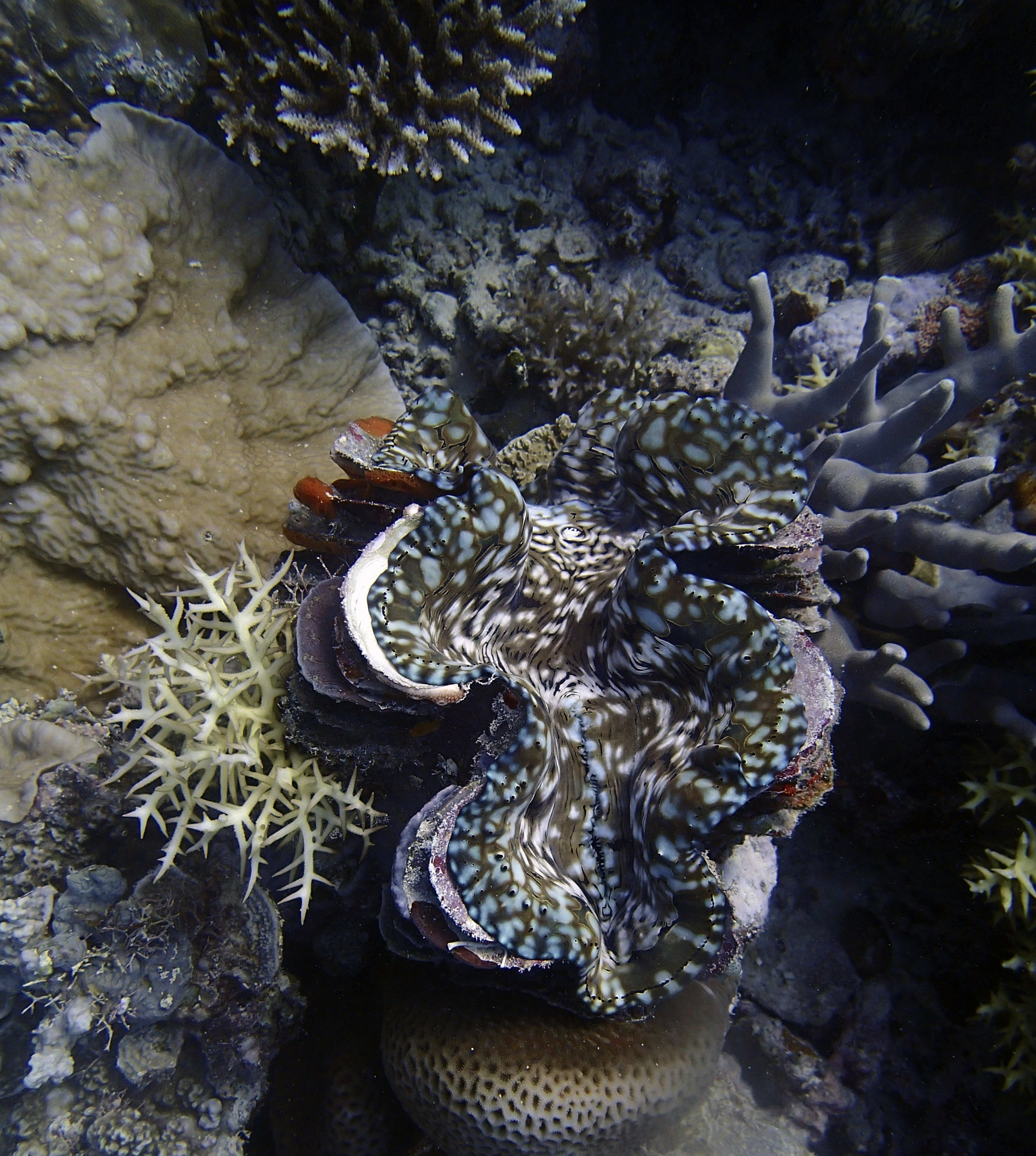 giant clam and SH.jpg