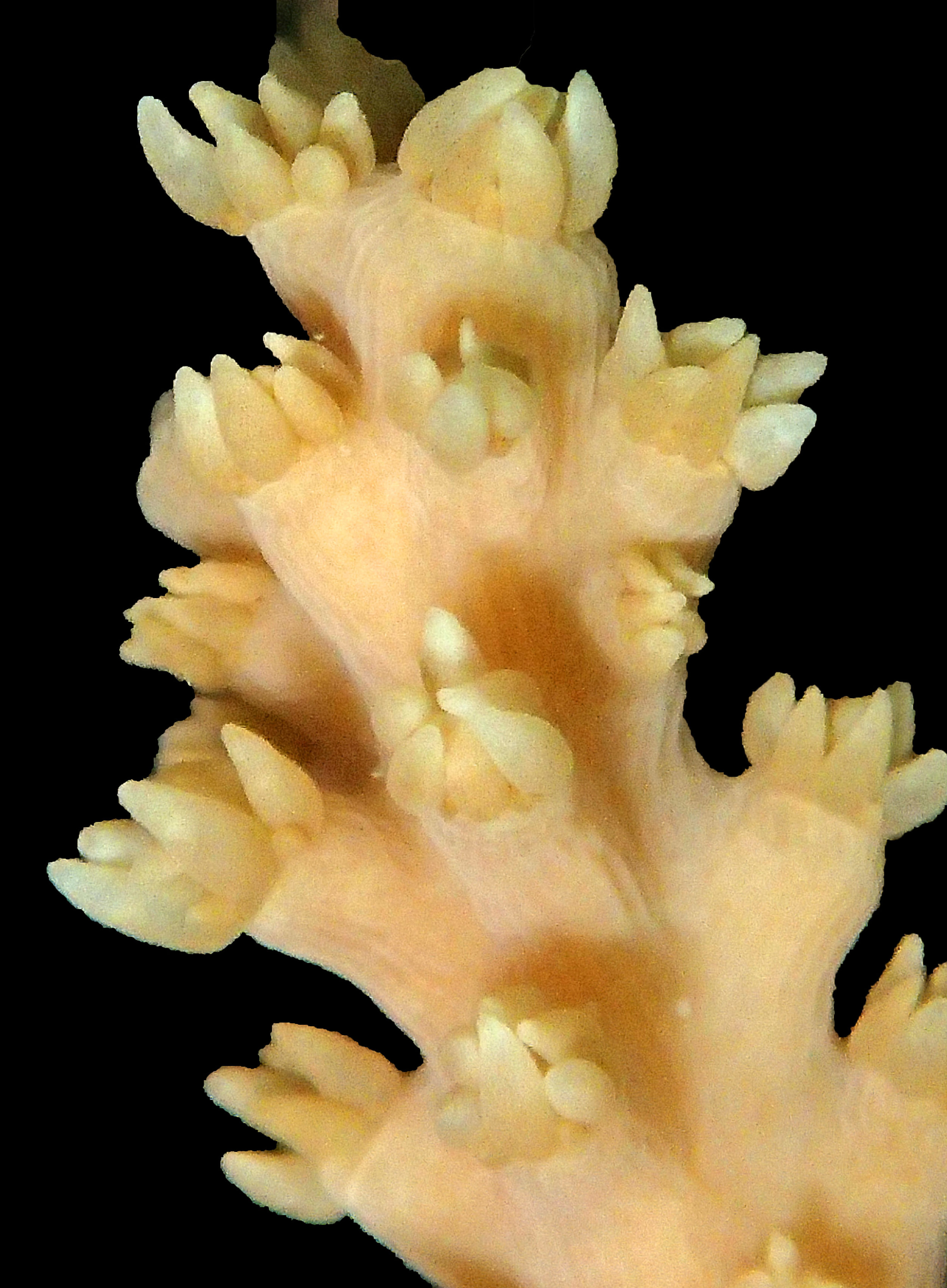 great acropora macro.jpg