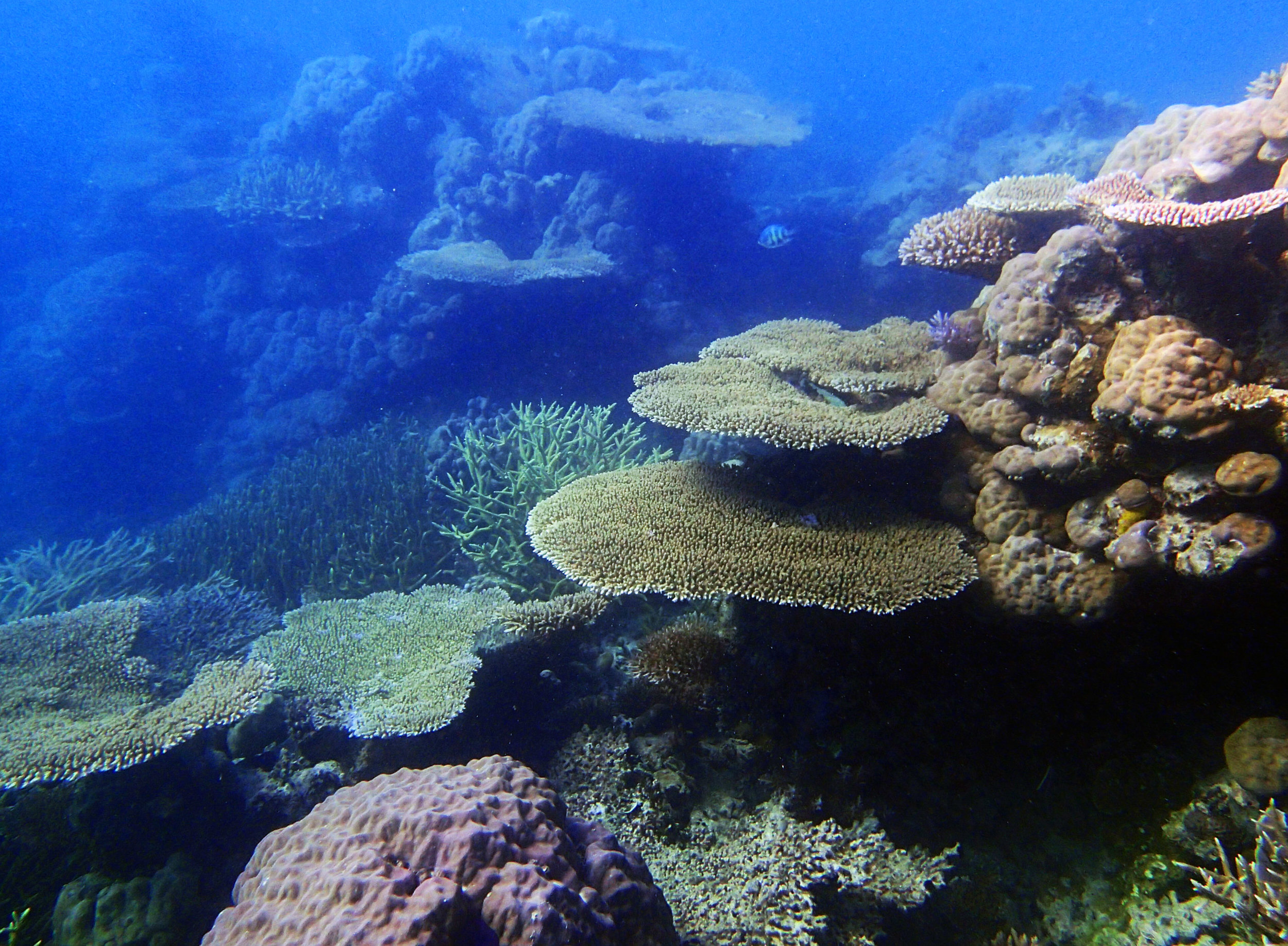 lagoonal patch reef 1-26-15.jpg