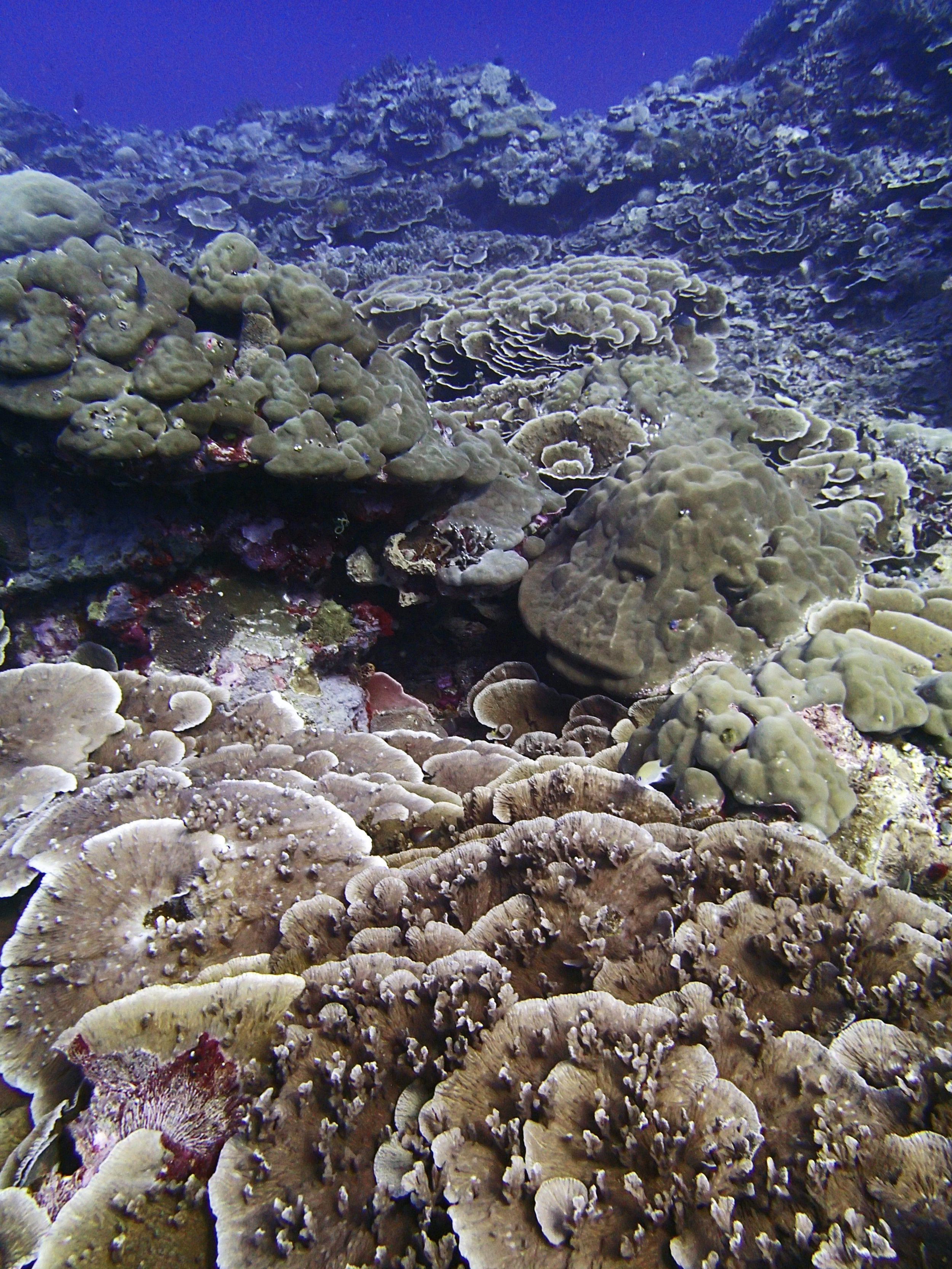Peleliu Palau.jpg