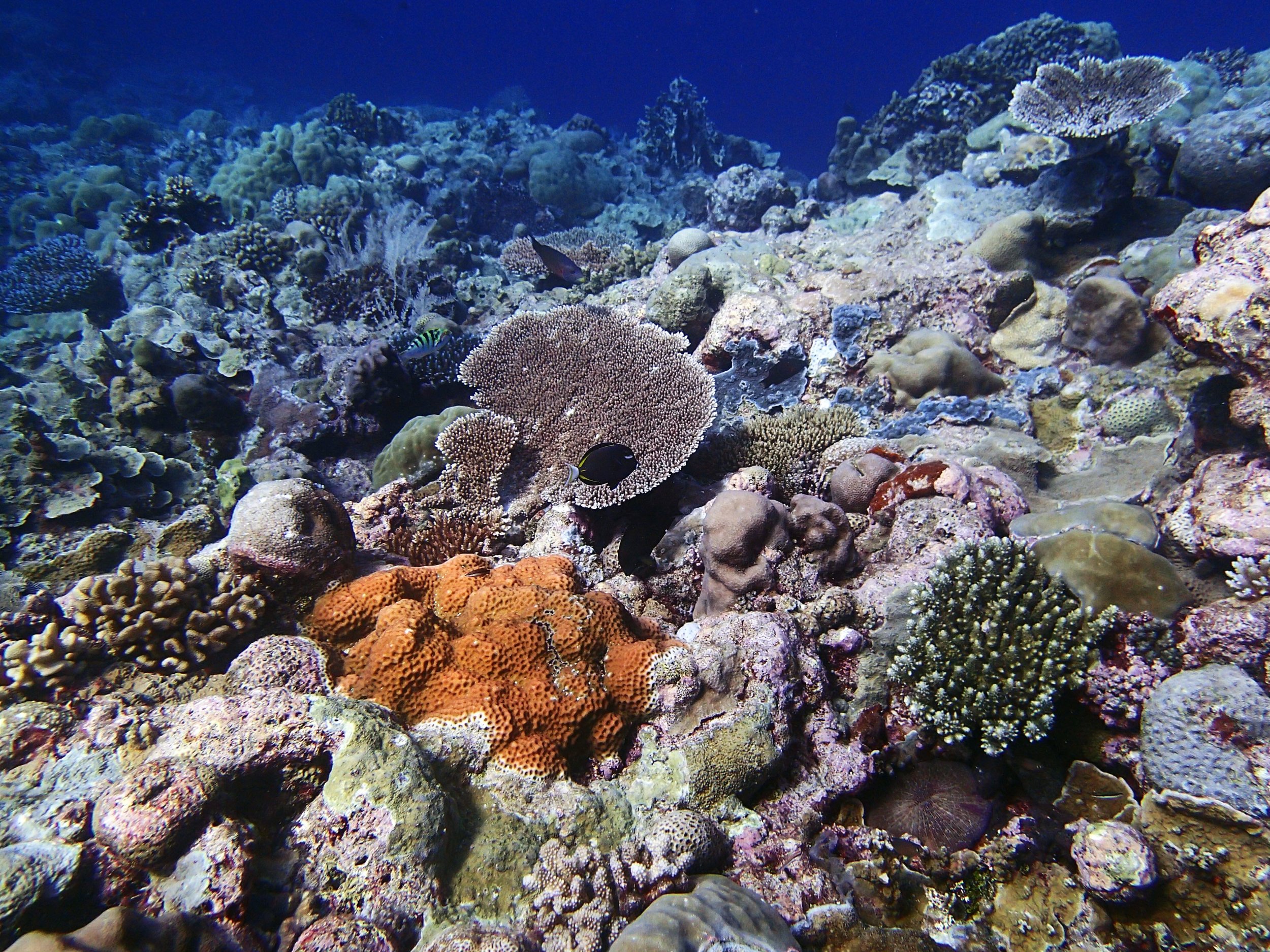 Velasco Reef 1-28-15.jpg