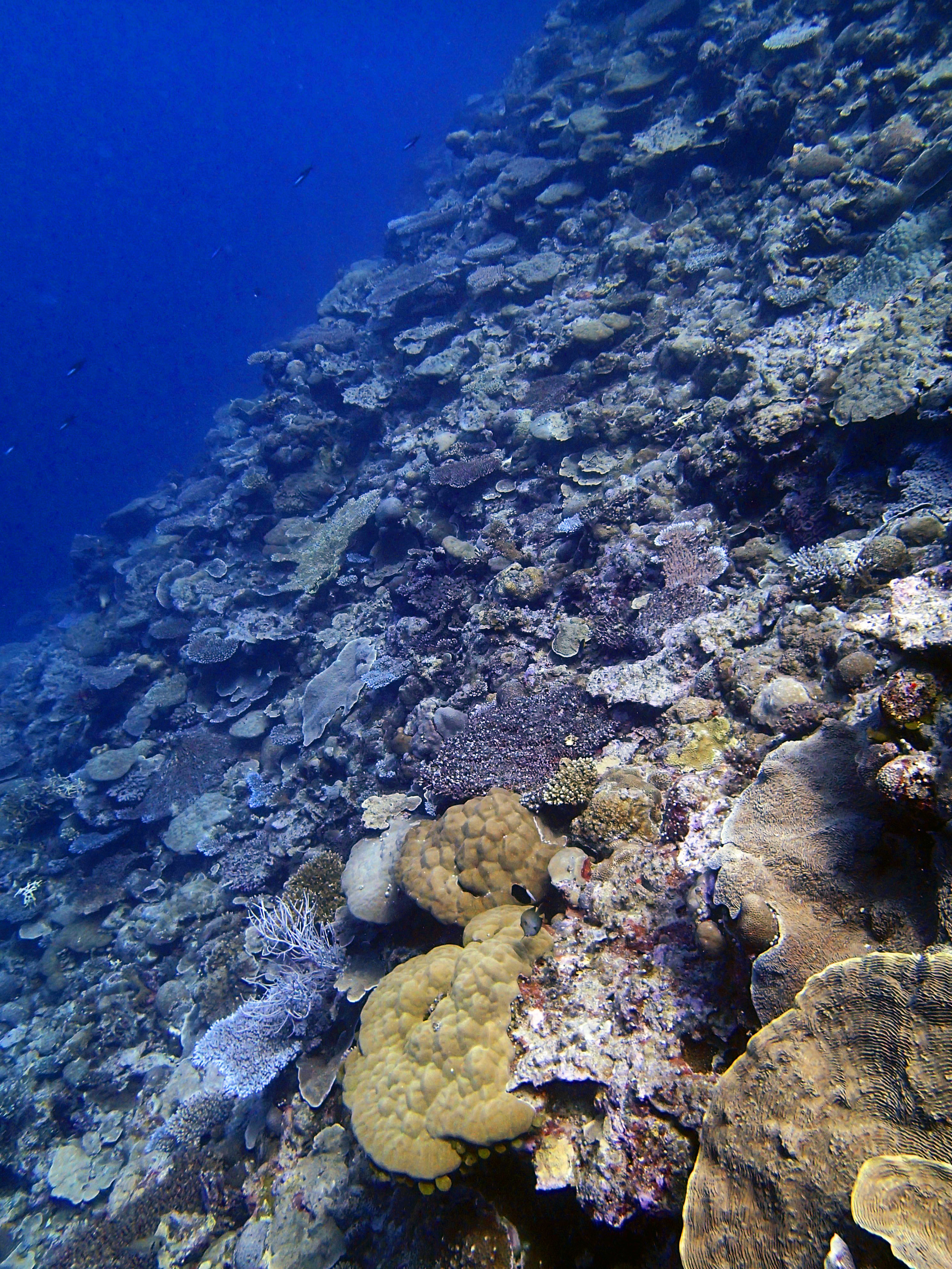 Velasco Reef dive 2.jpg