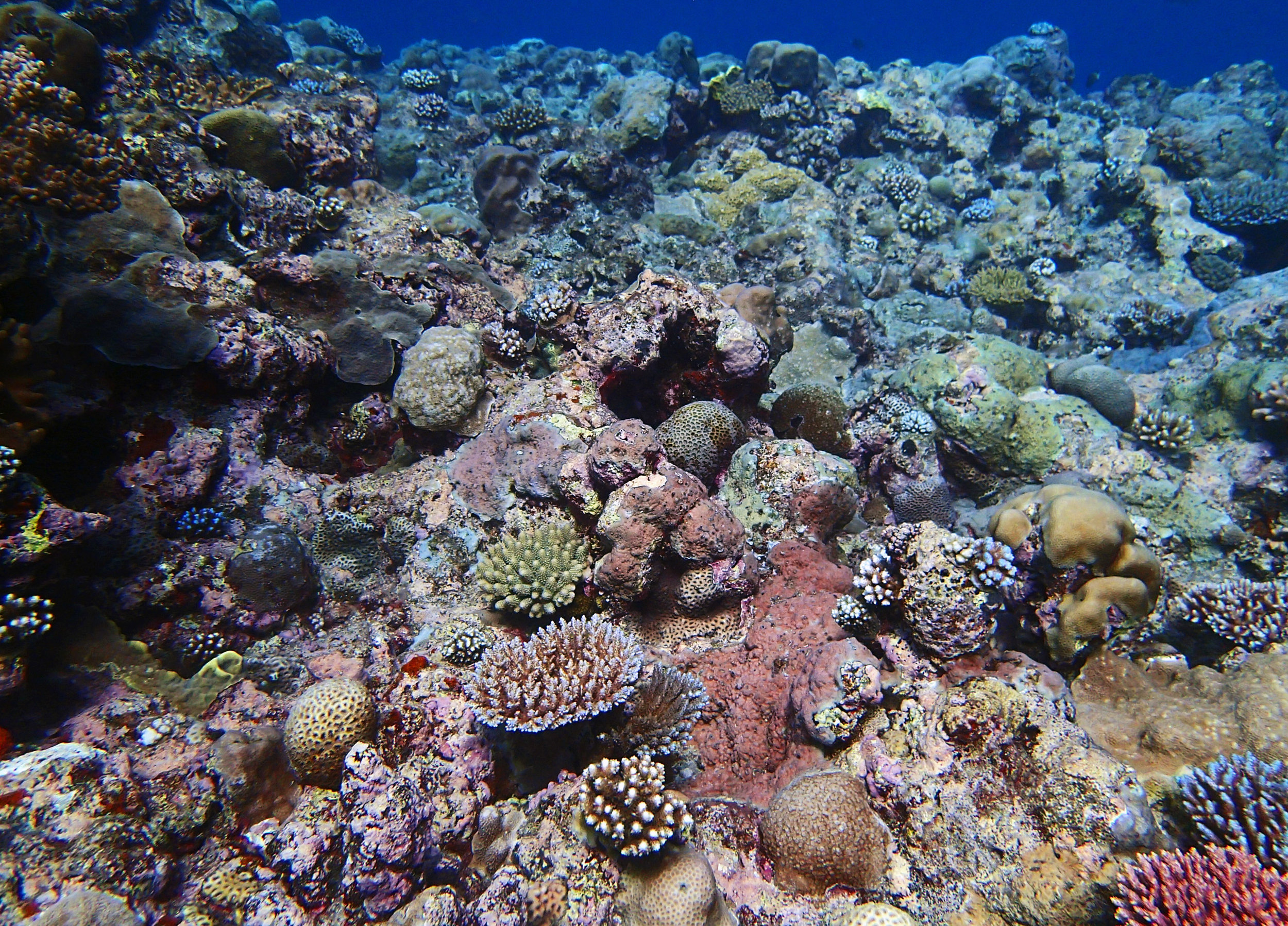 Velasco Reef.jpg