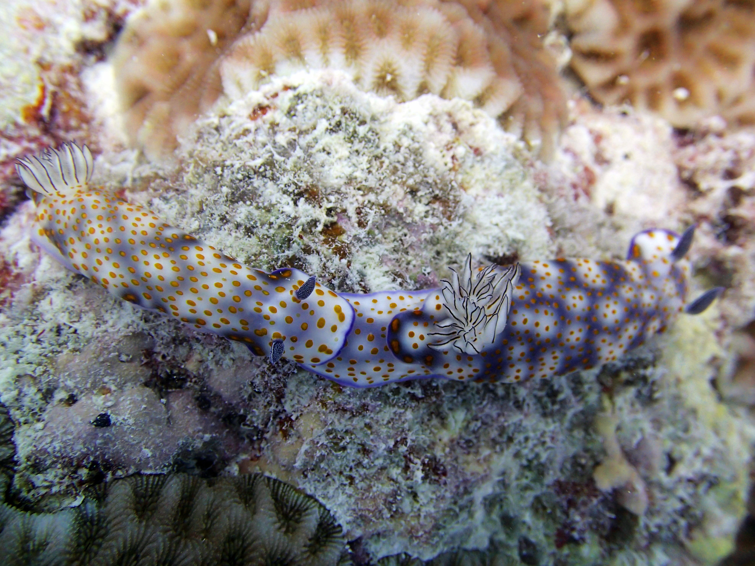 best nudibranch mating shot.jpg
