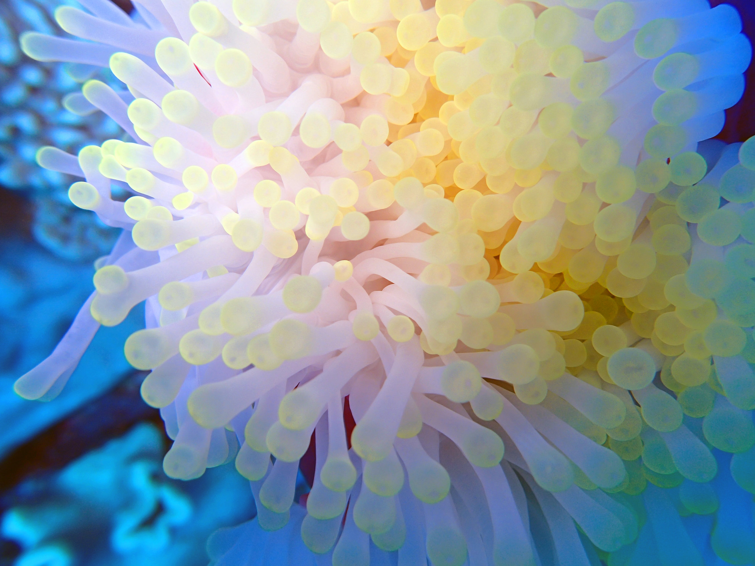 great anemone shot.jpg