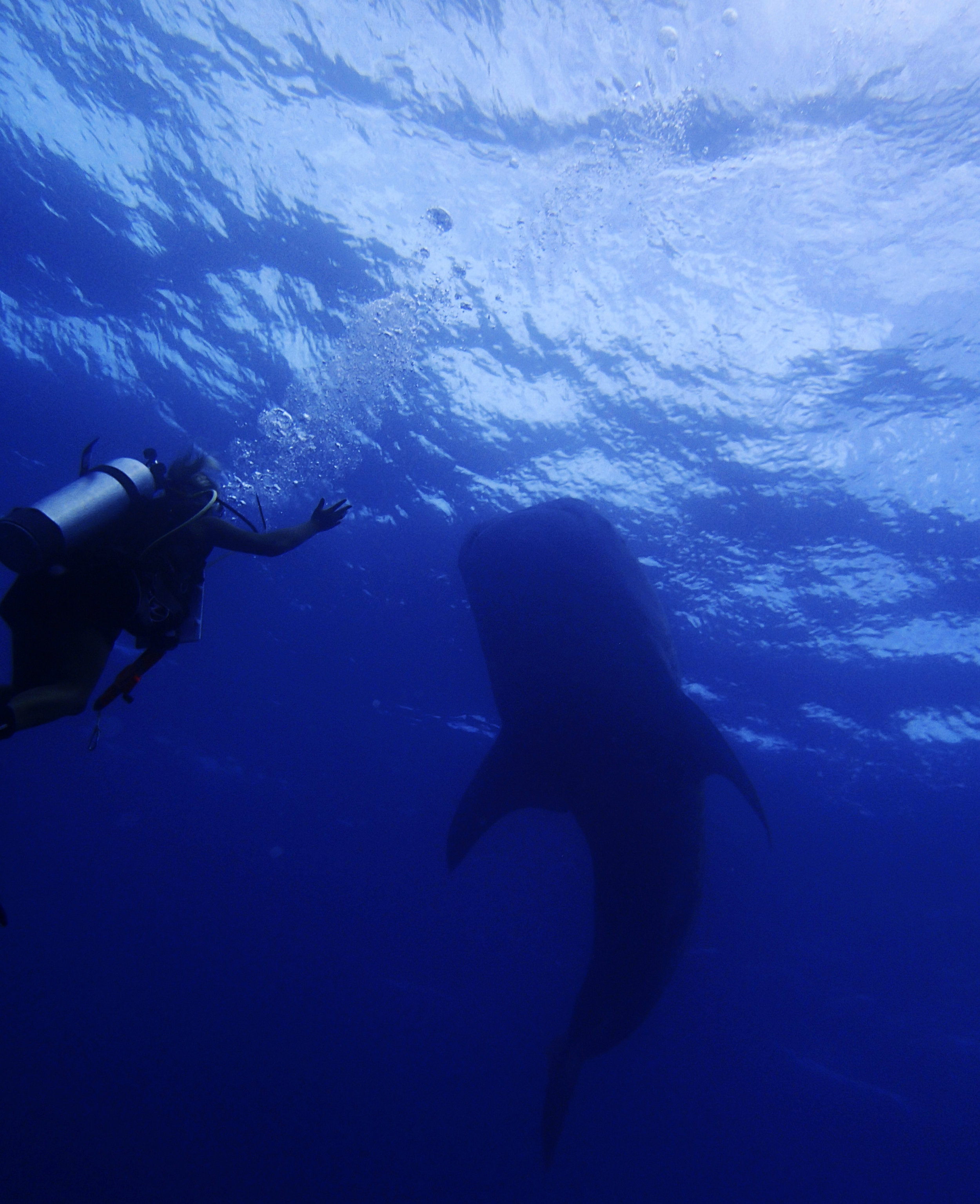 whale shark-2nd of life.jpg