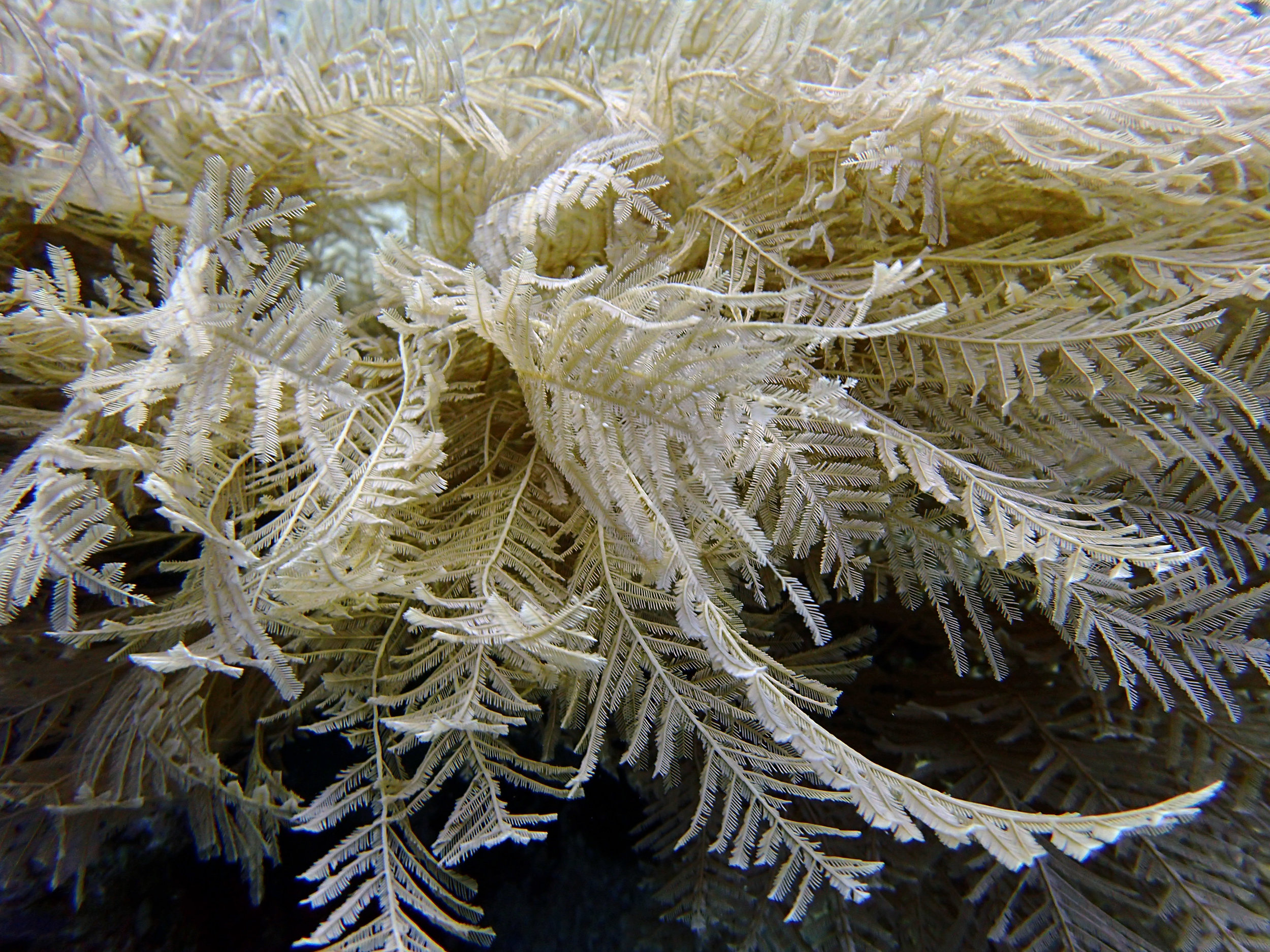 soft corals Indo.jpg