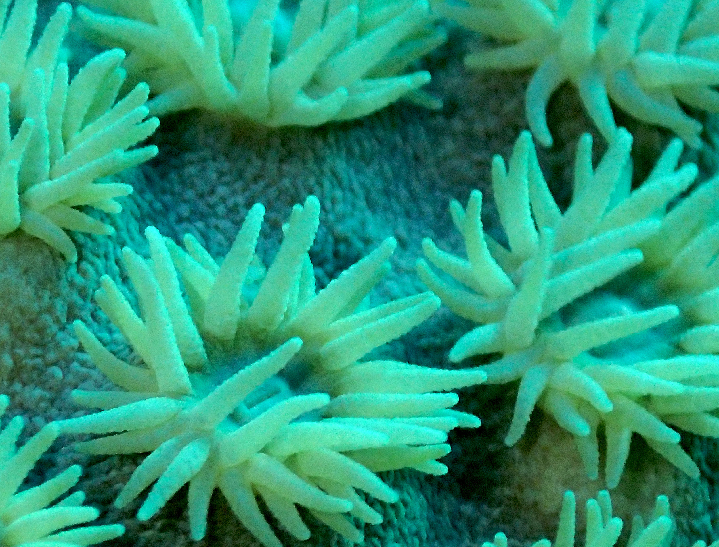 polyps 6.jpg