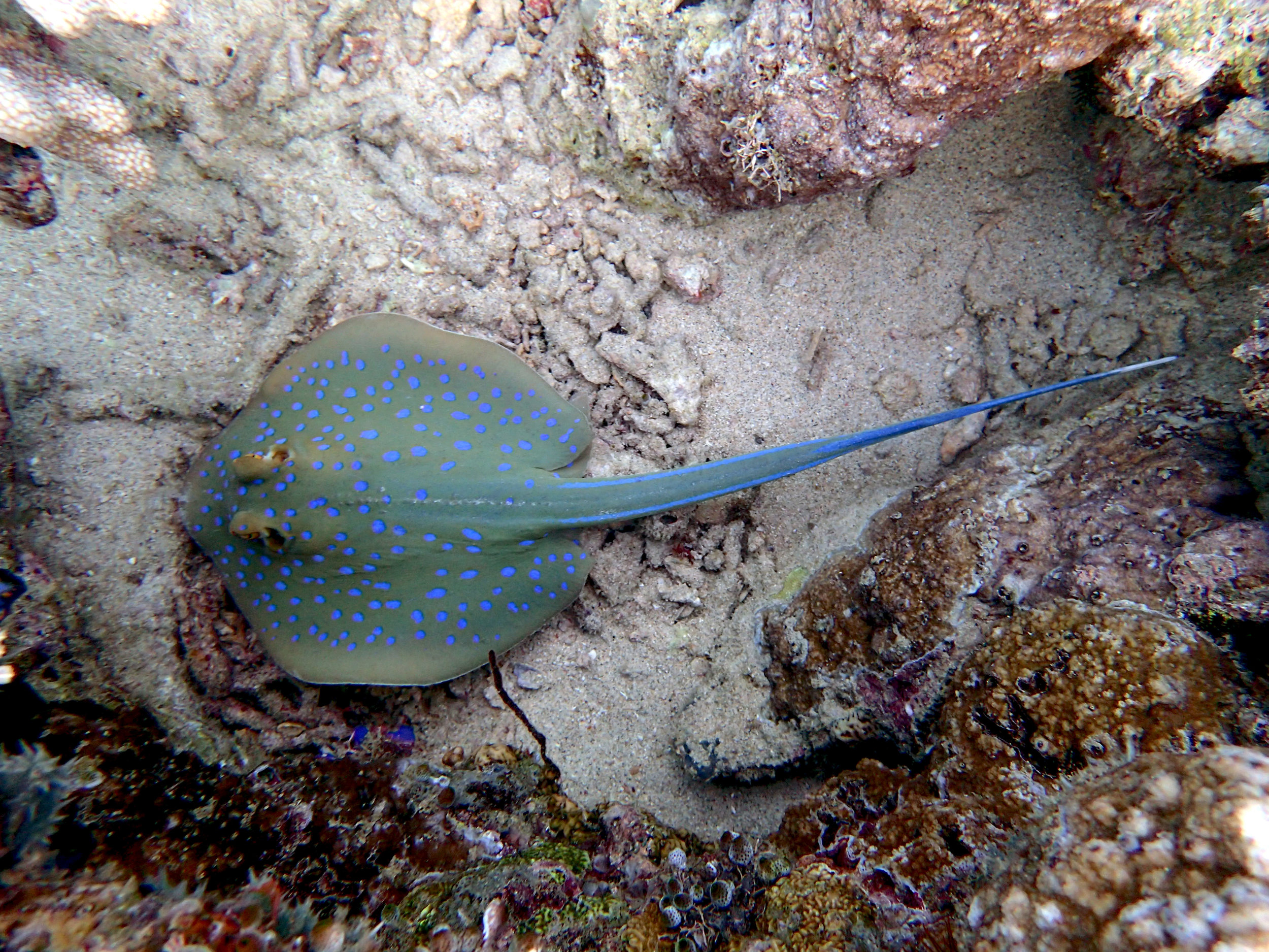 good stingray shot.jpg