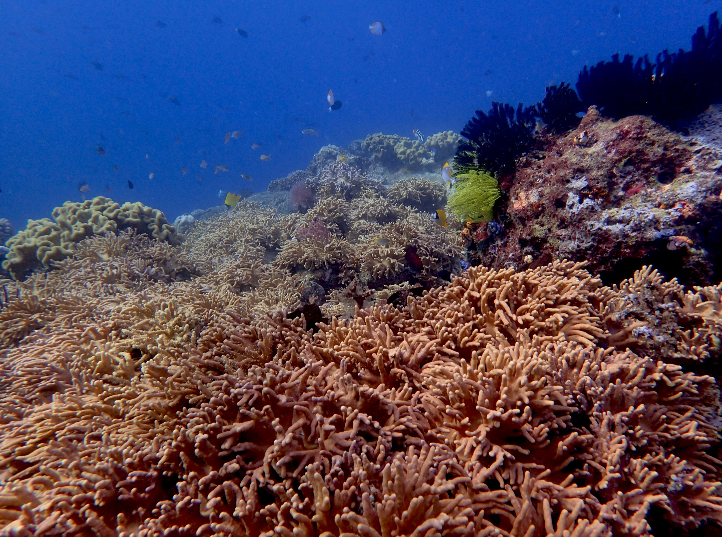 good shot of Lighthouse Reef.jpg