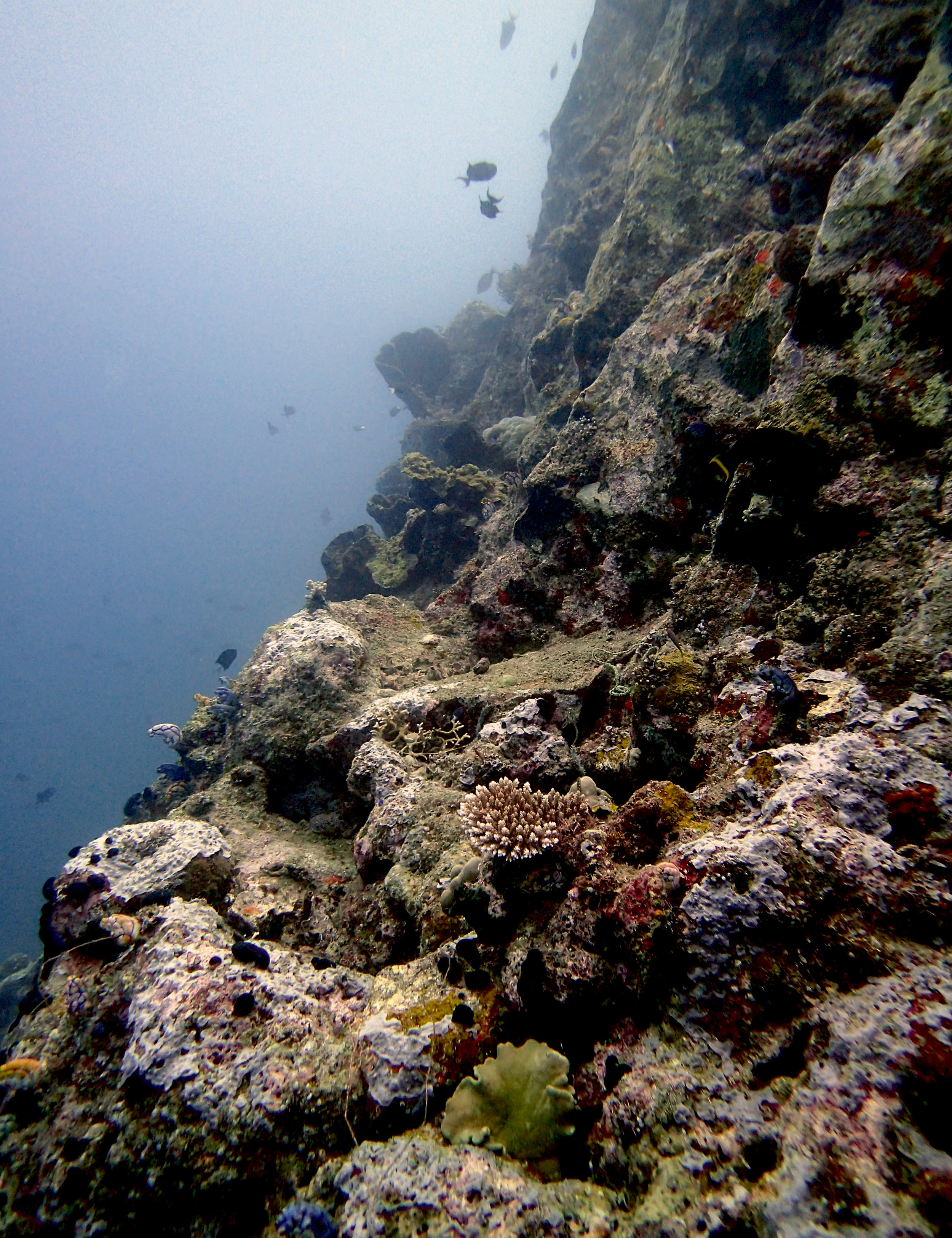 corals on lava flow.jpg