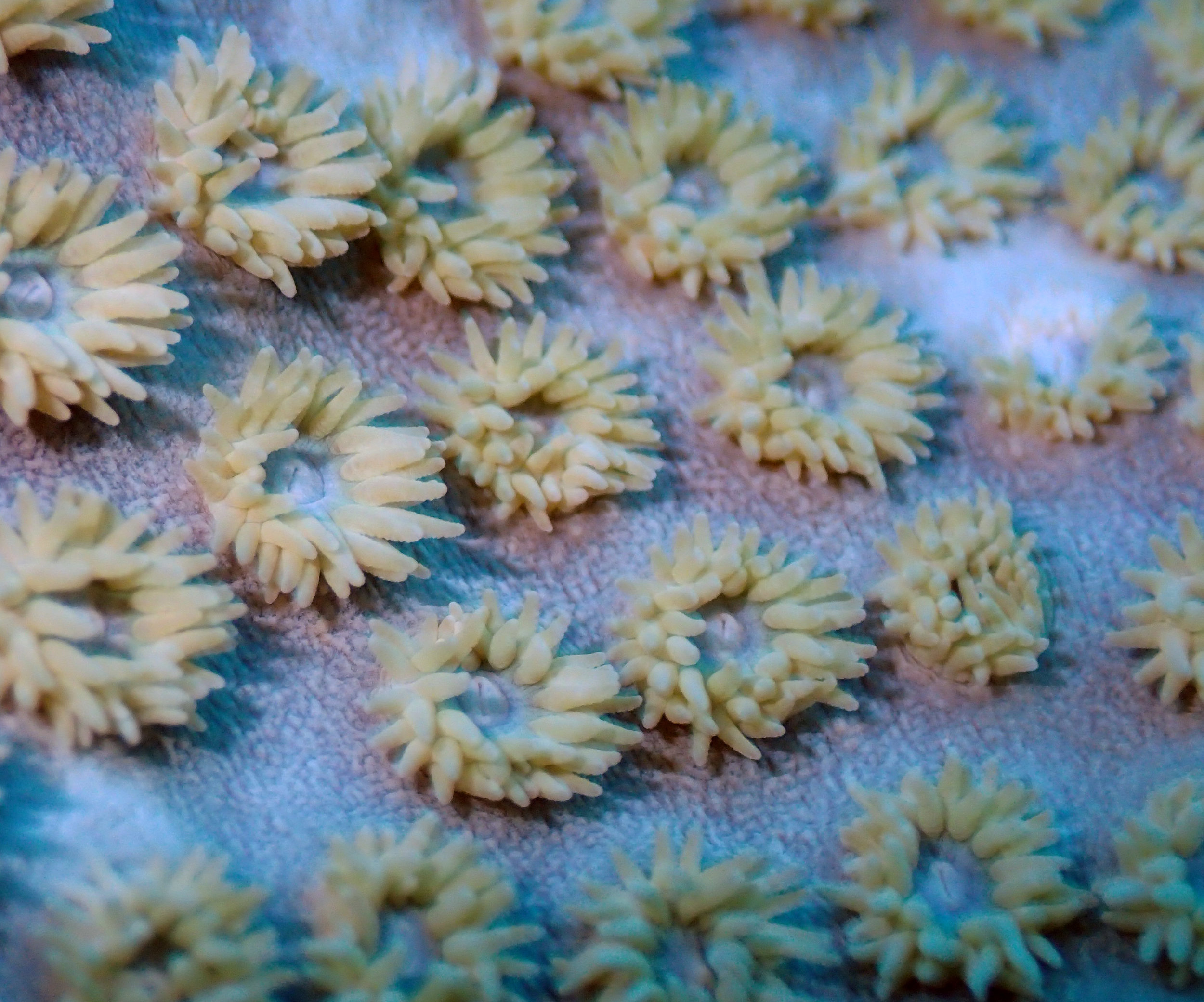 polyps.jpg