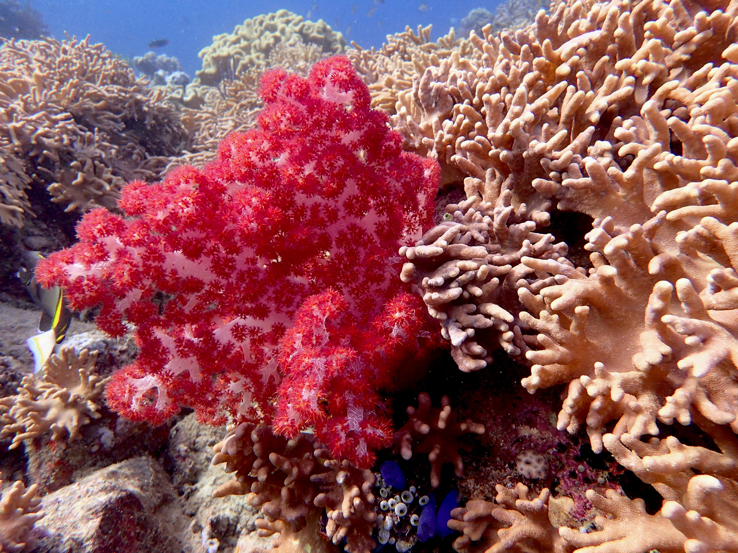 brilliant red soft coral.jpg