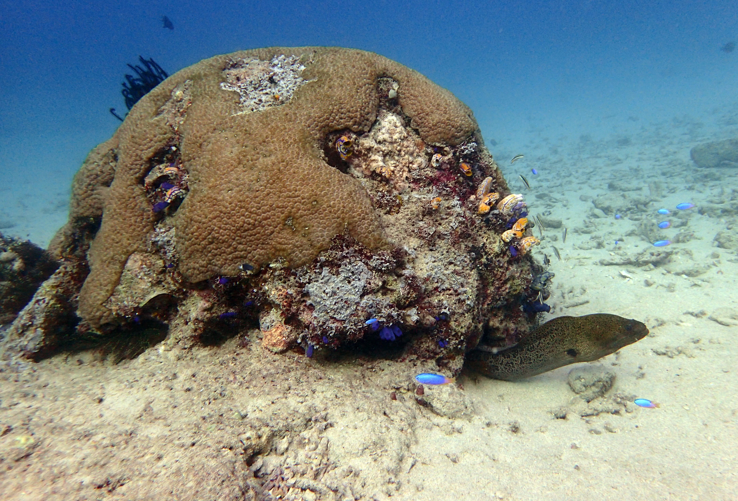 moray under coral bommie.jpg