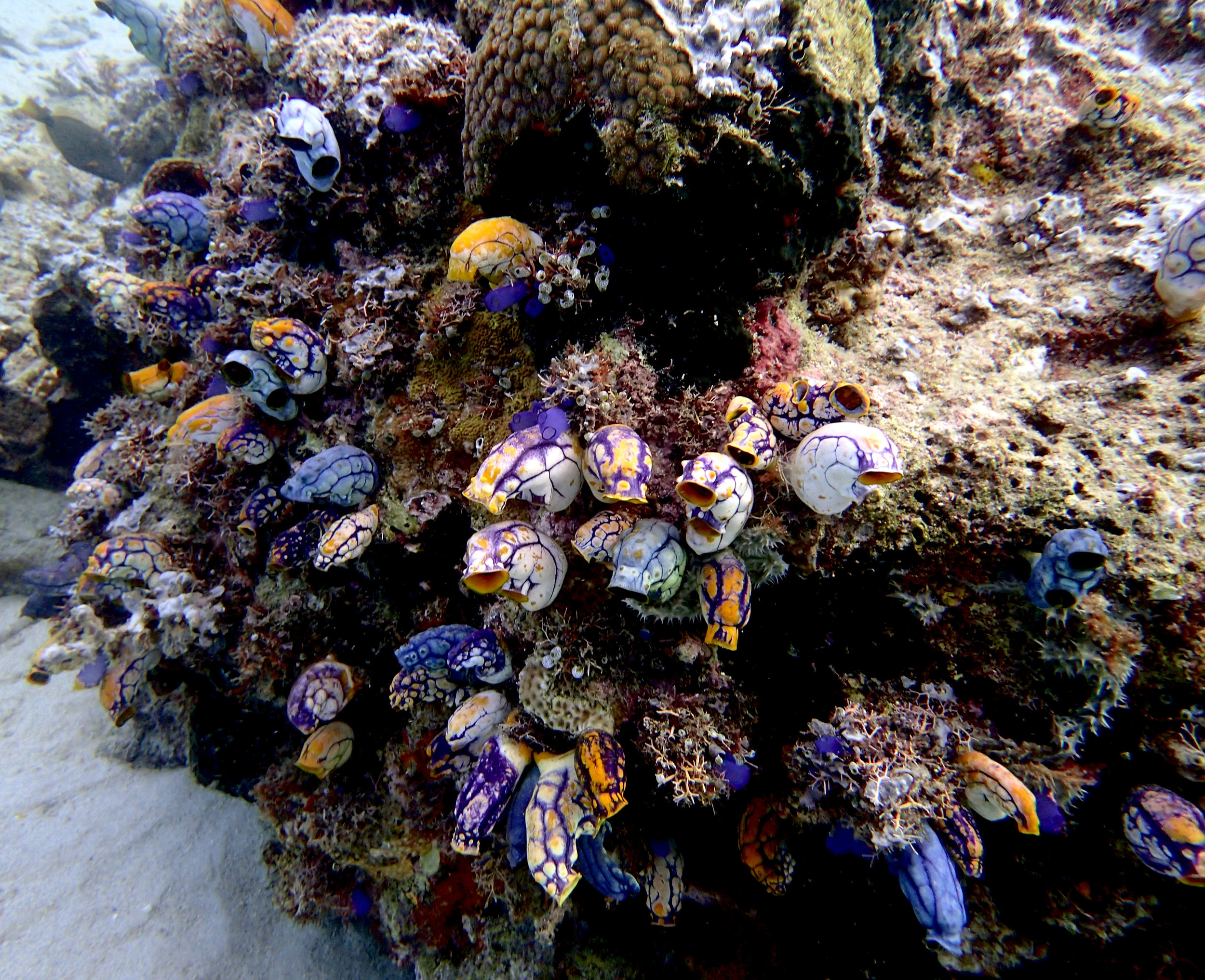 sea squirts.jpg