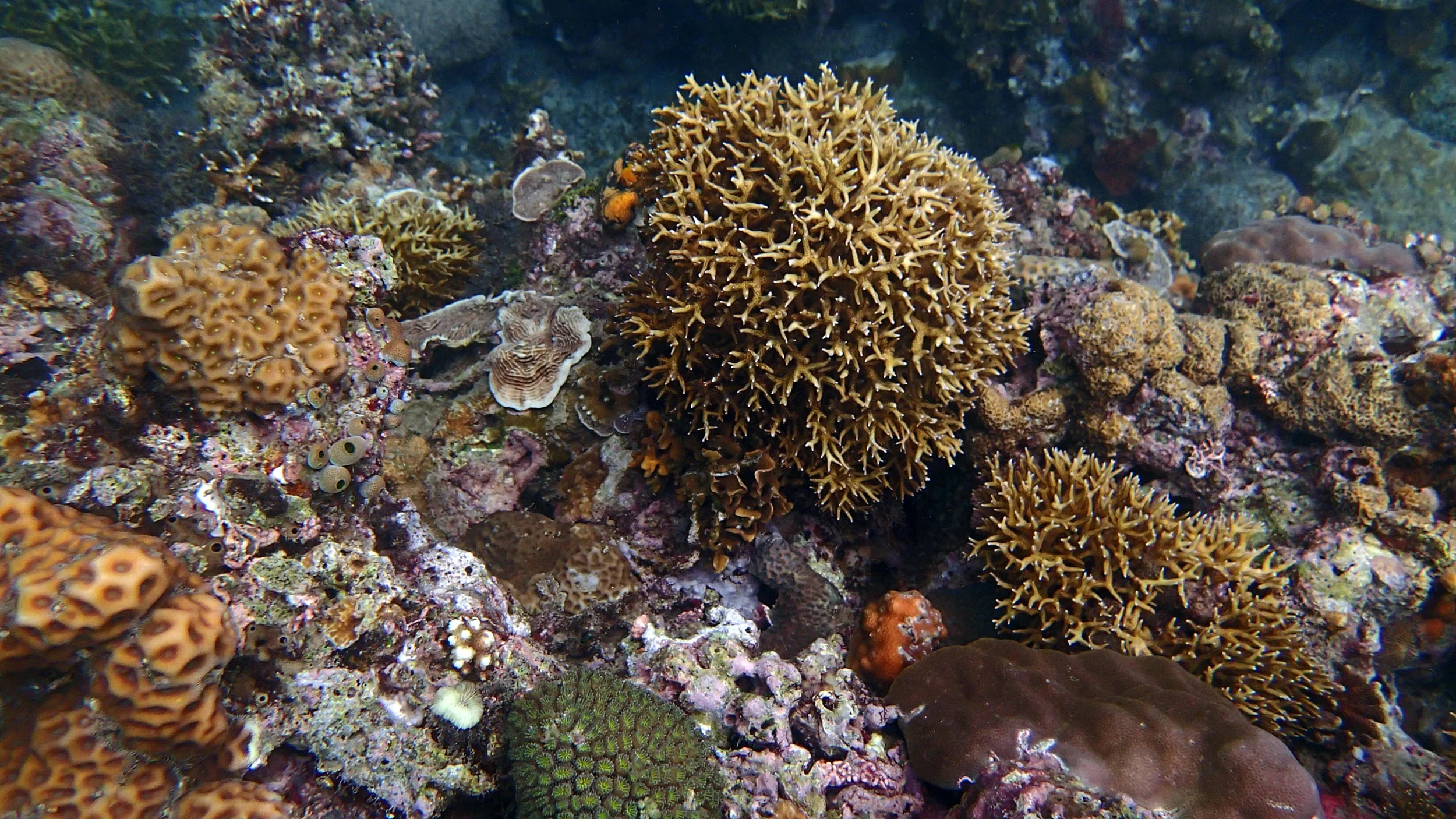 beautiful Anilao.jpg