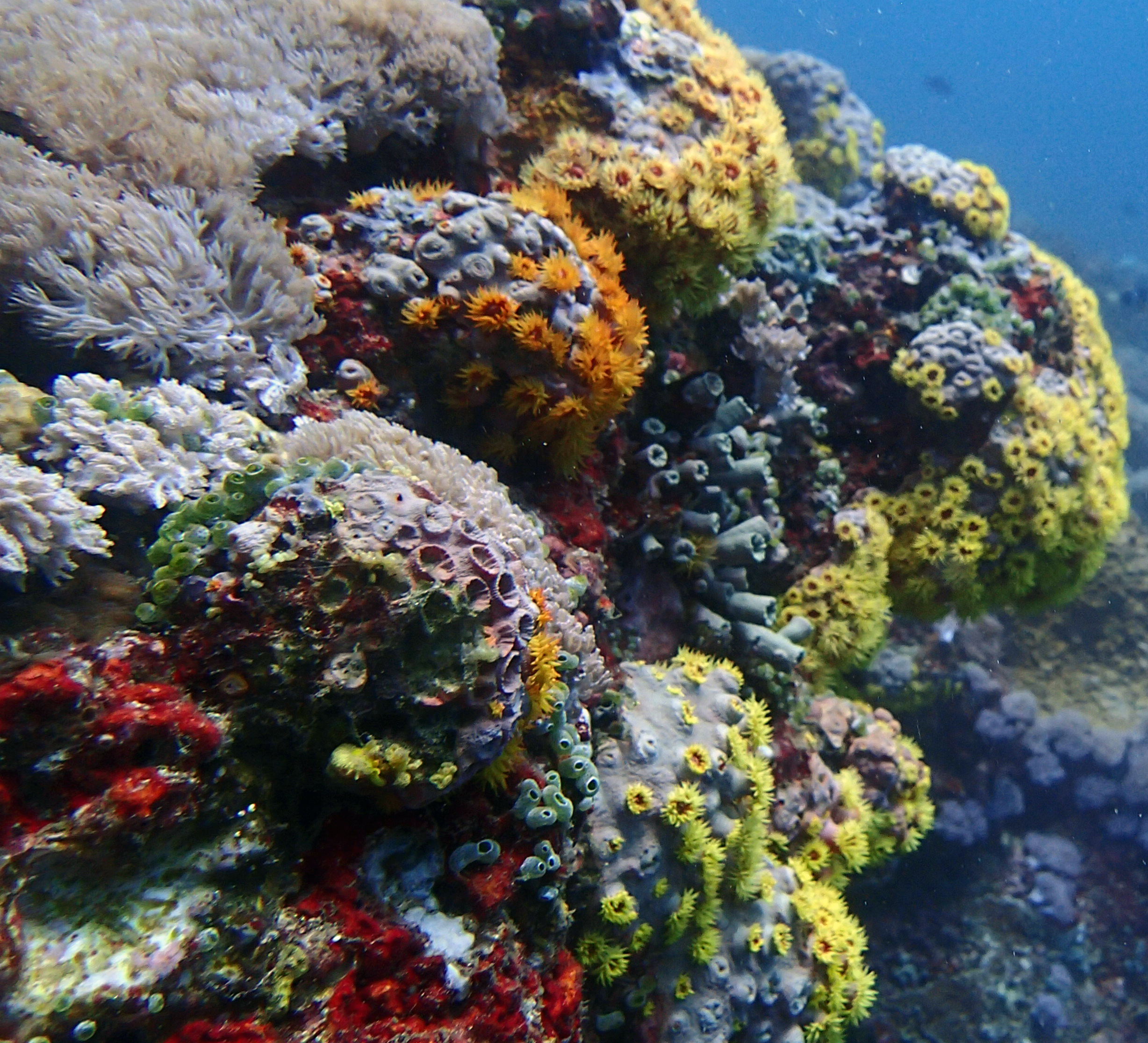 corals of Anilao.jpg