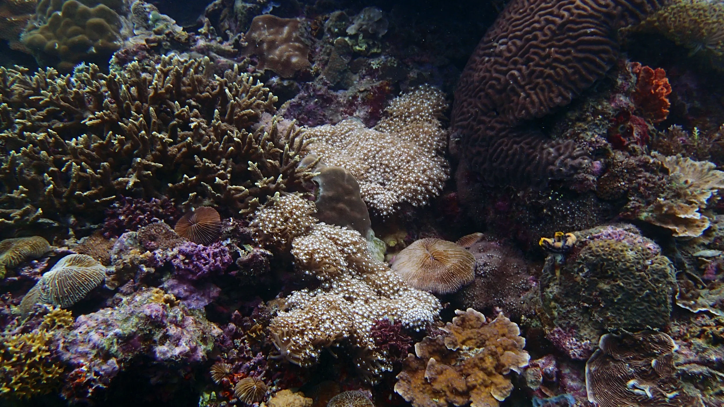 dive 2 at Anilao.jpg