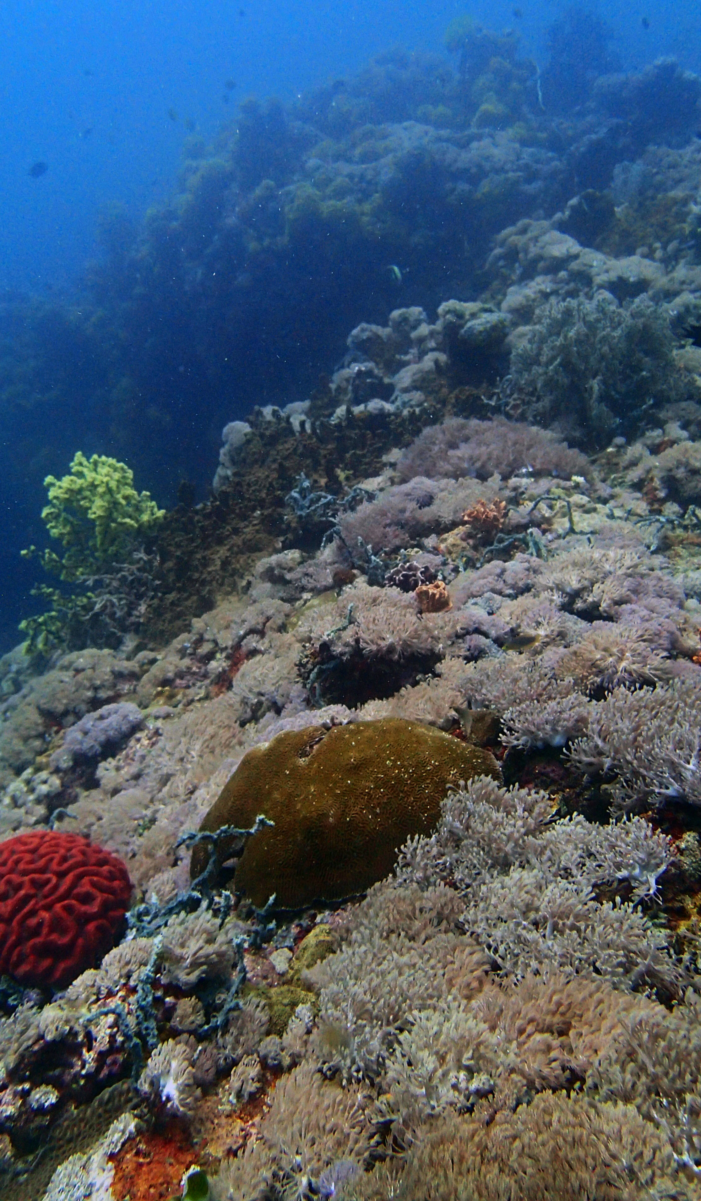 first dive at Anilao 9-30-16.jpg