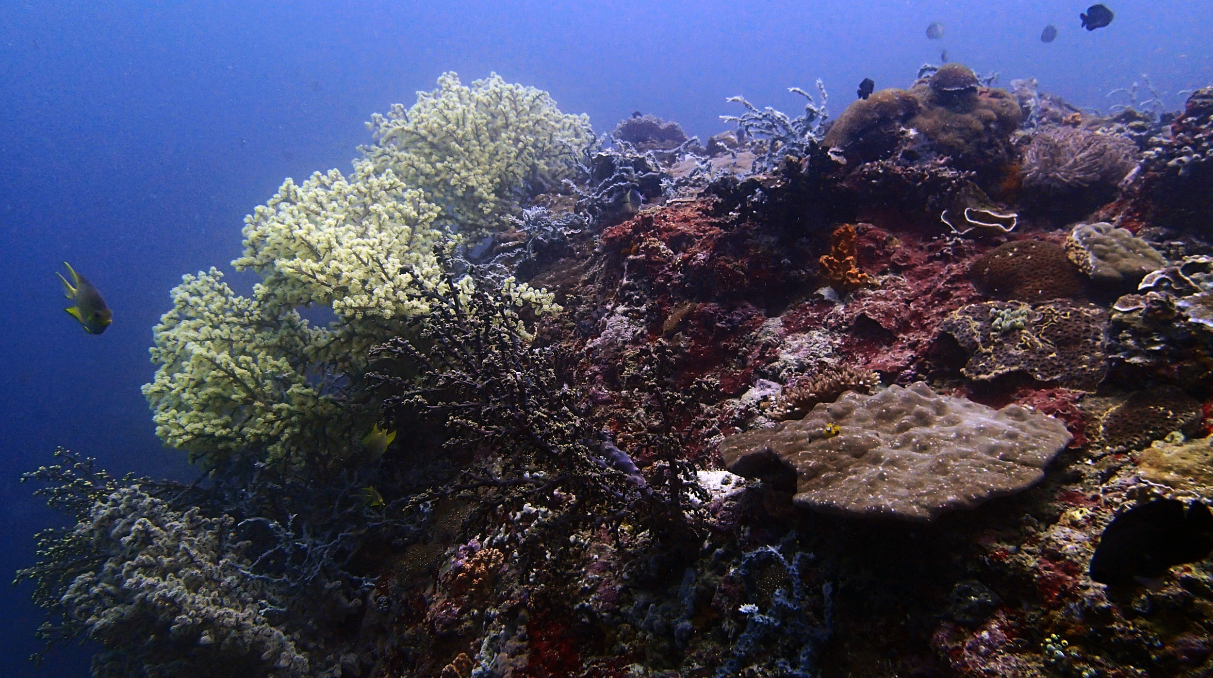 first dive at Anilao.jpg