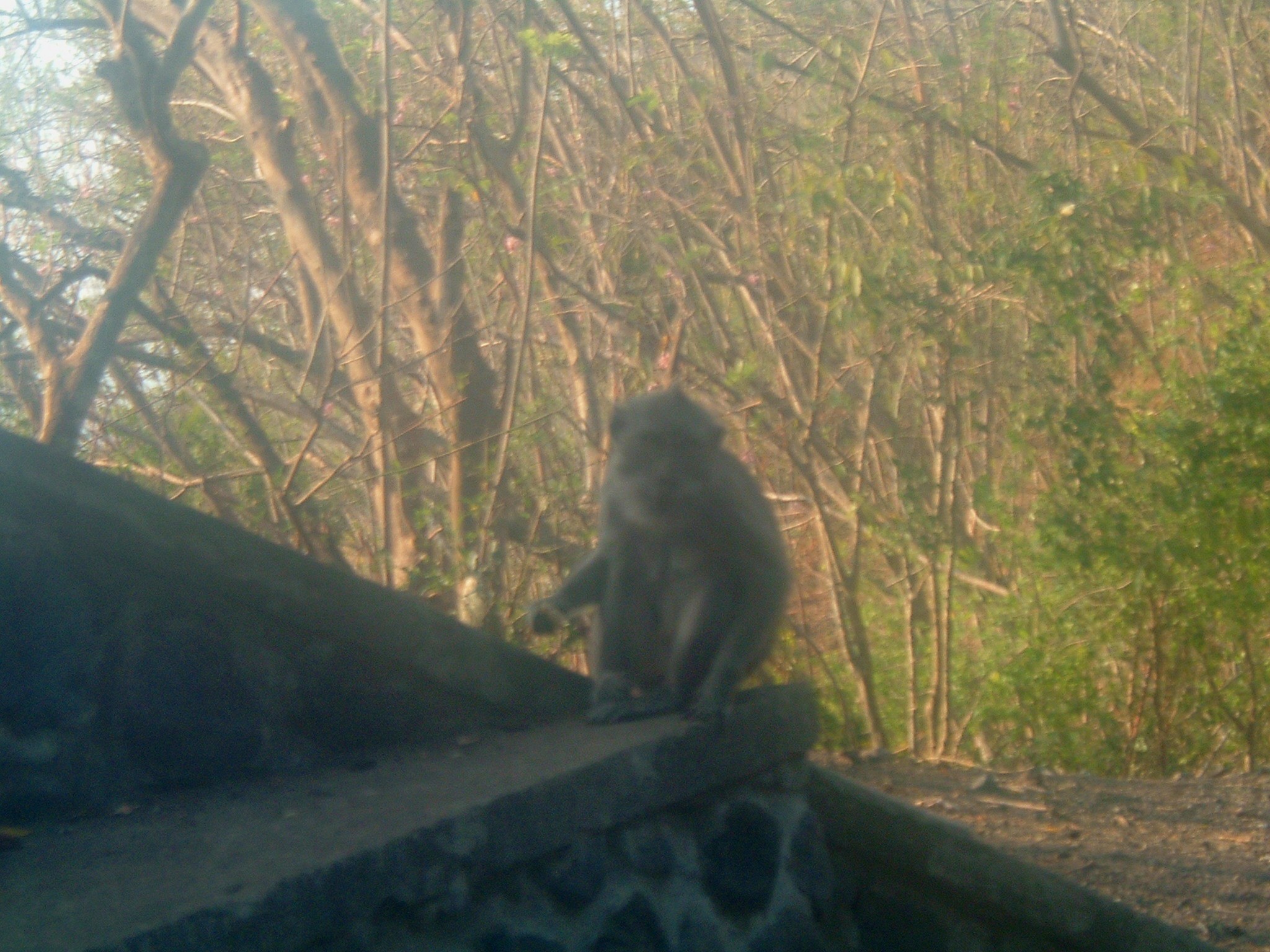 temple monkey near candidasa.JPG