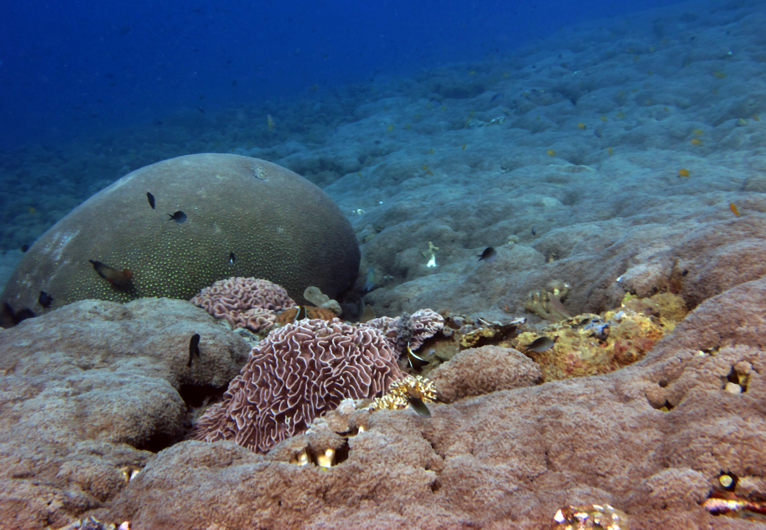 coral carpets.jpg