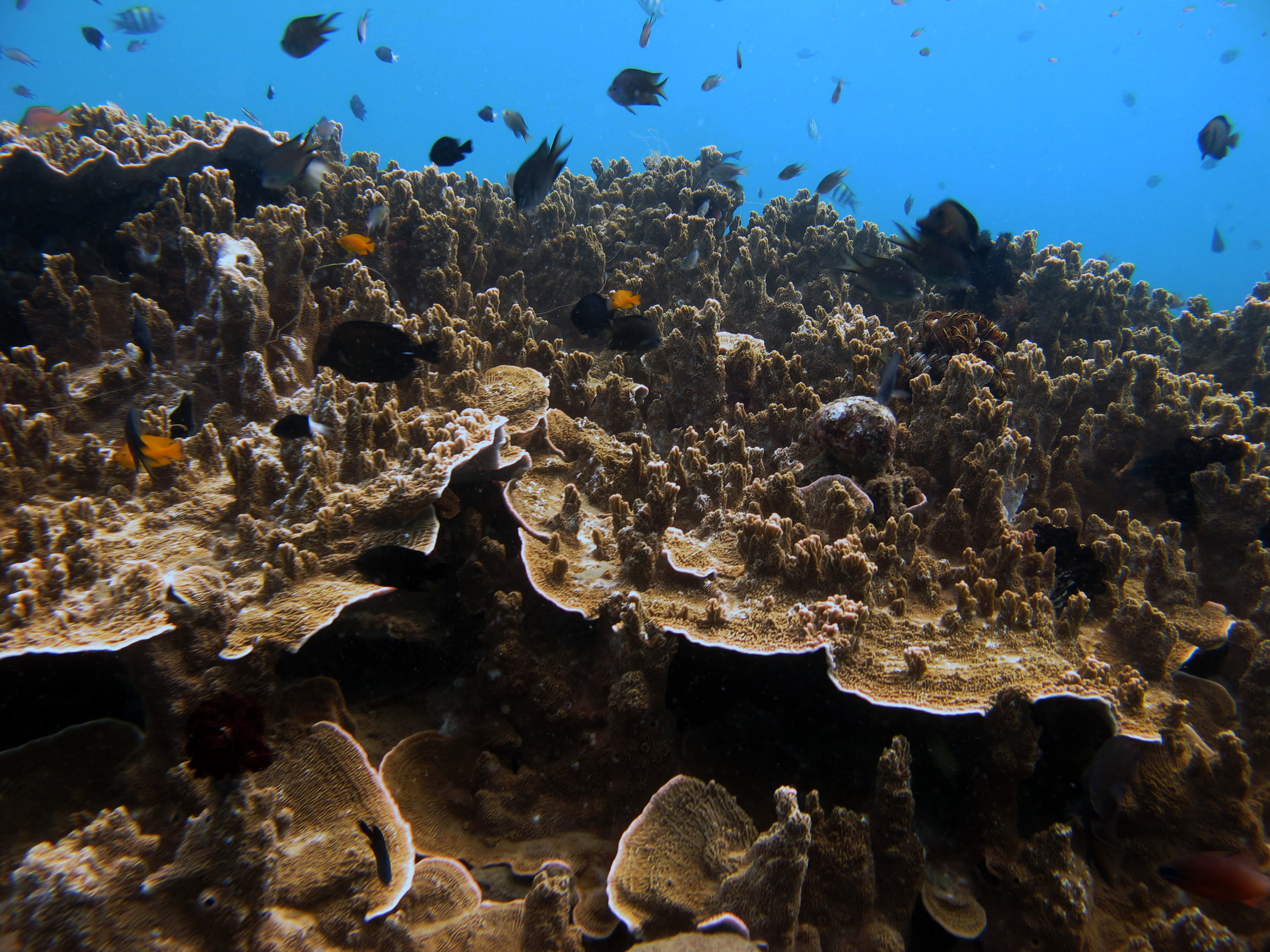 Montipora?.jpg