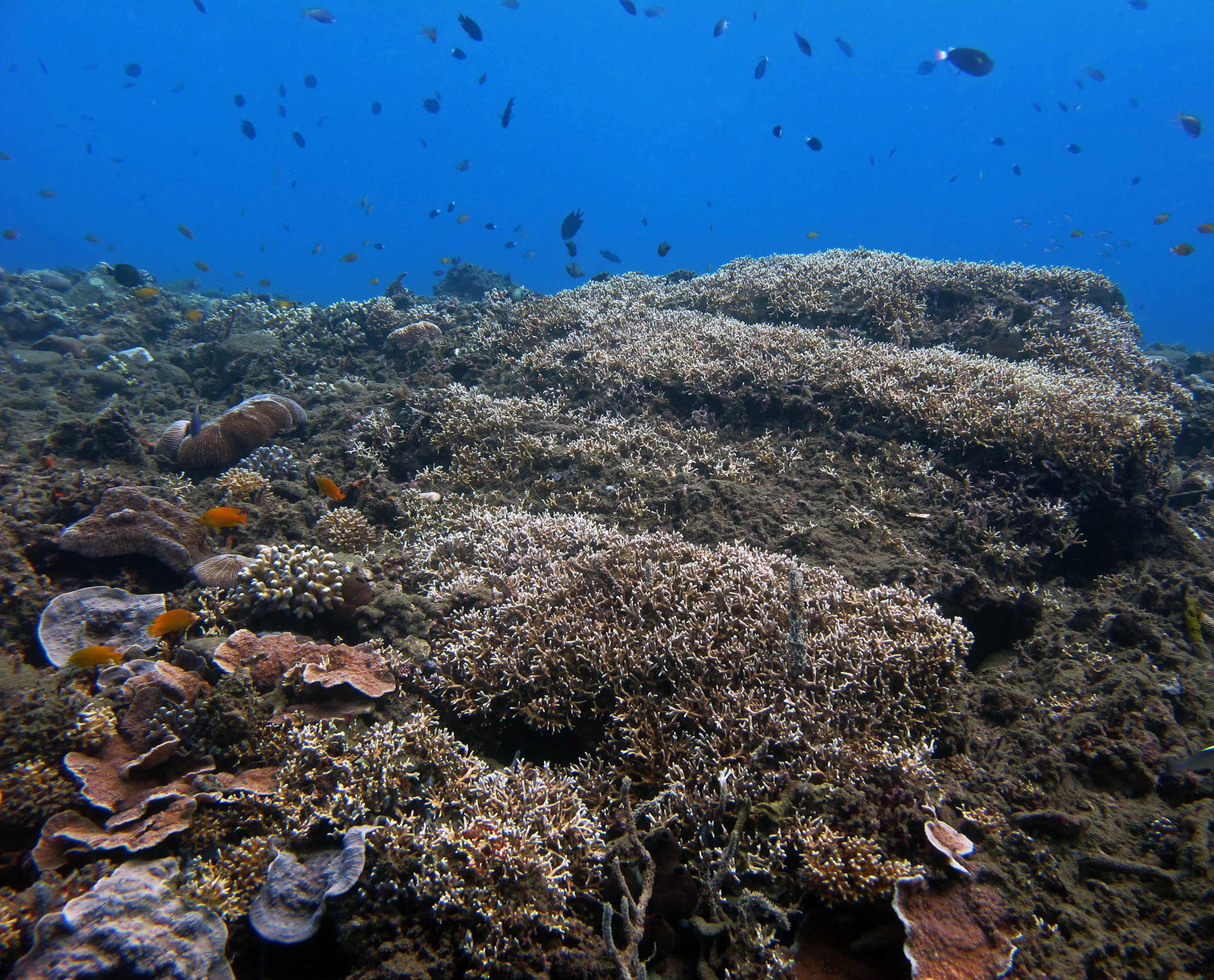 fire coral.jpg
