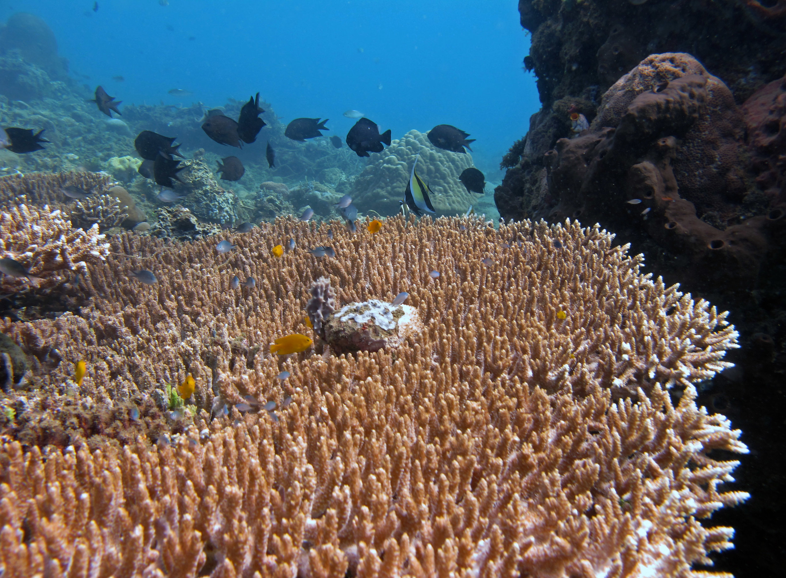 good Acropora shot.jpg