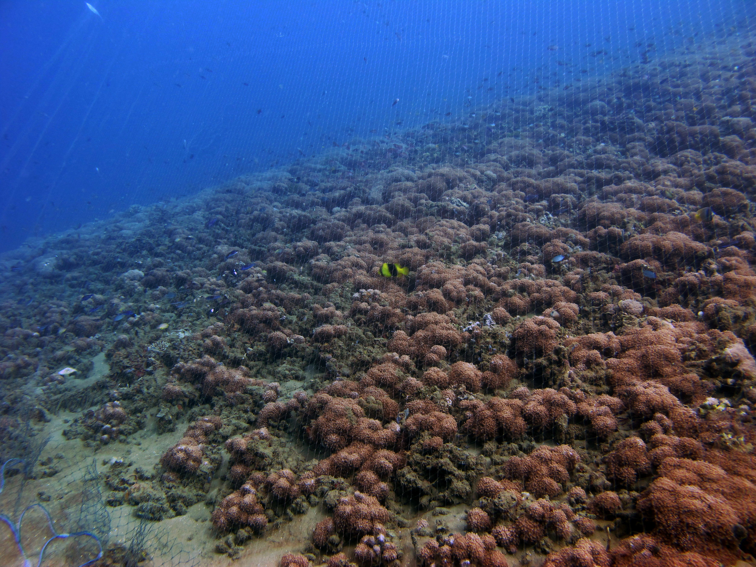 diving in a fishing net.jpg