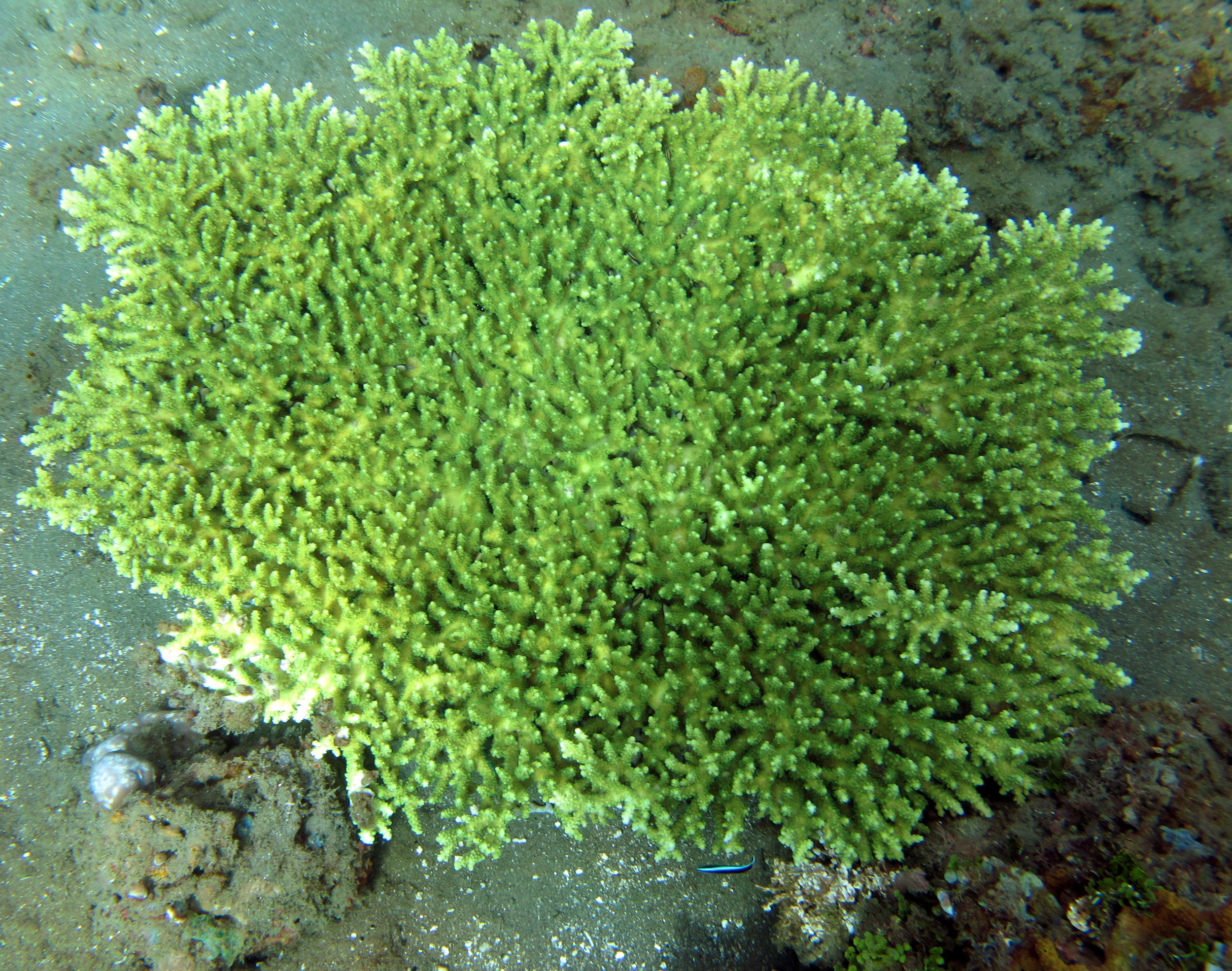 green Acropora.jpg