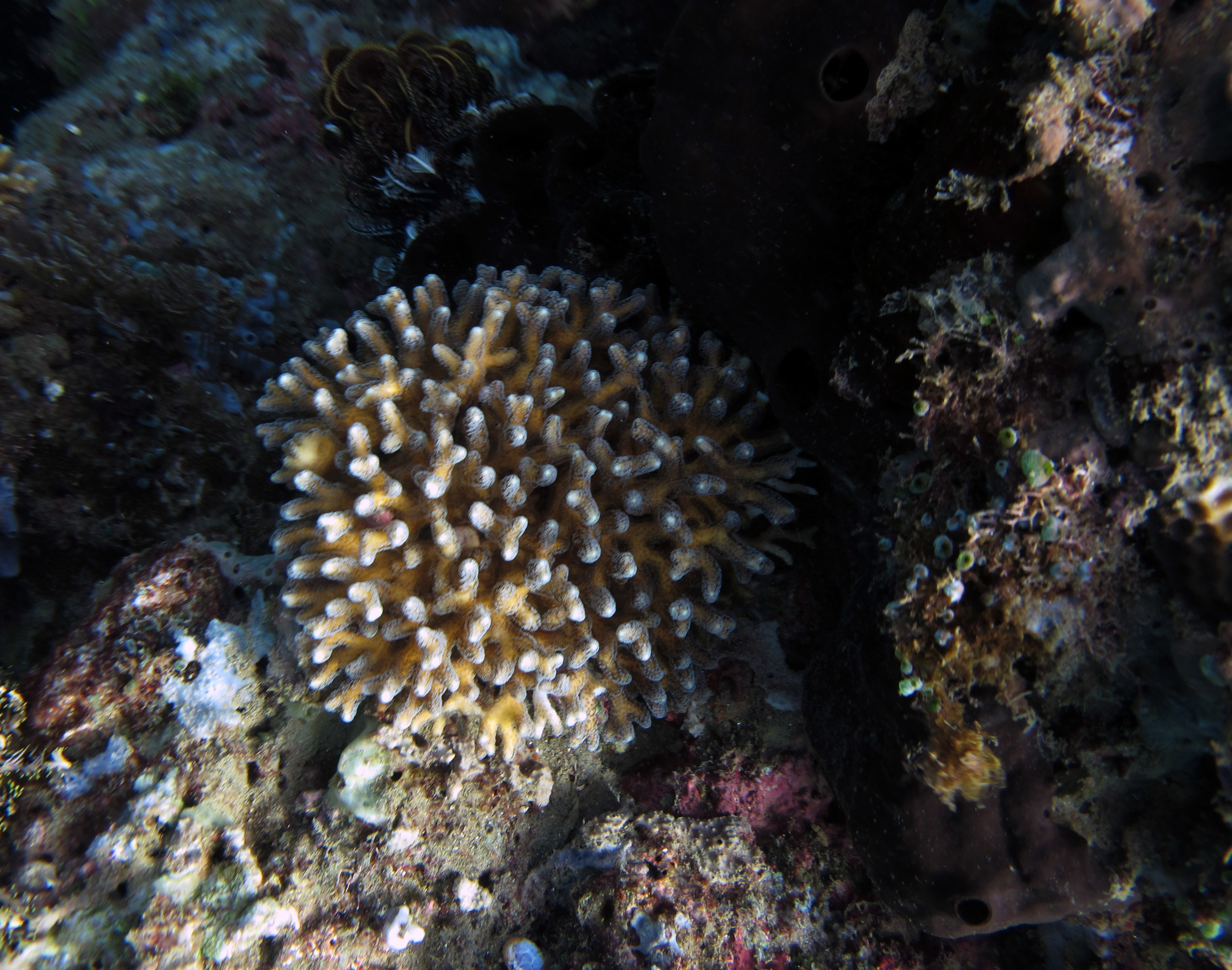 Seriatopora caliendrum in Ambon.jpg