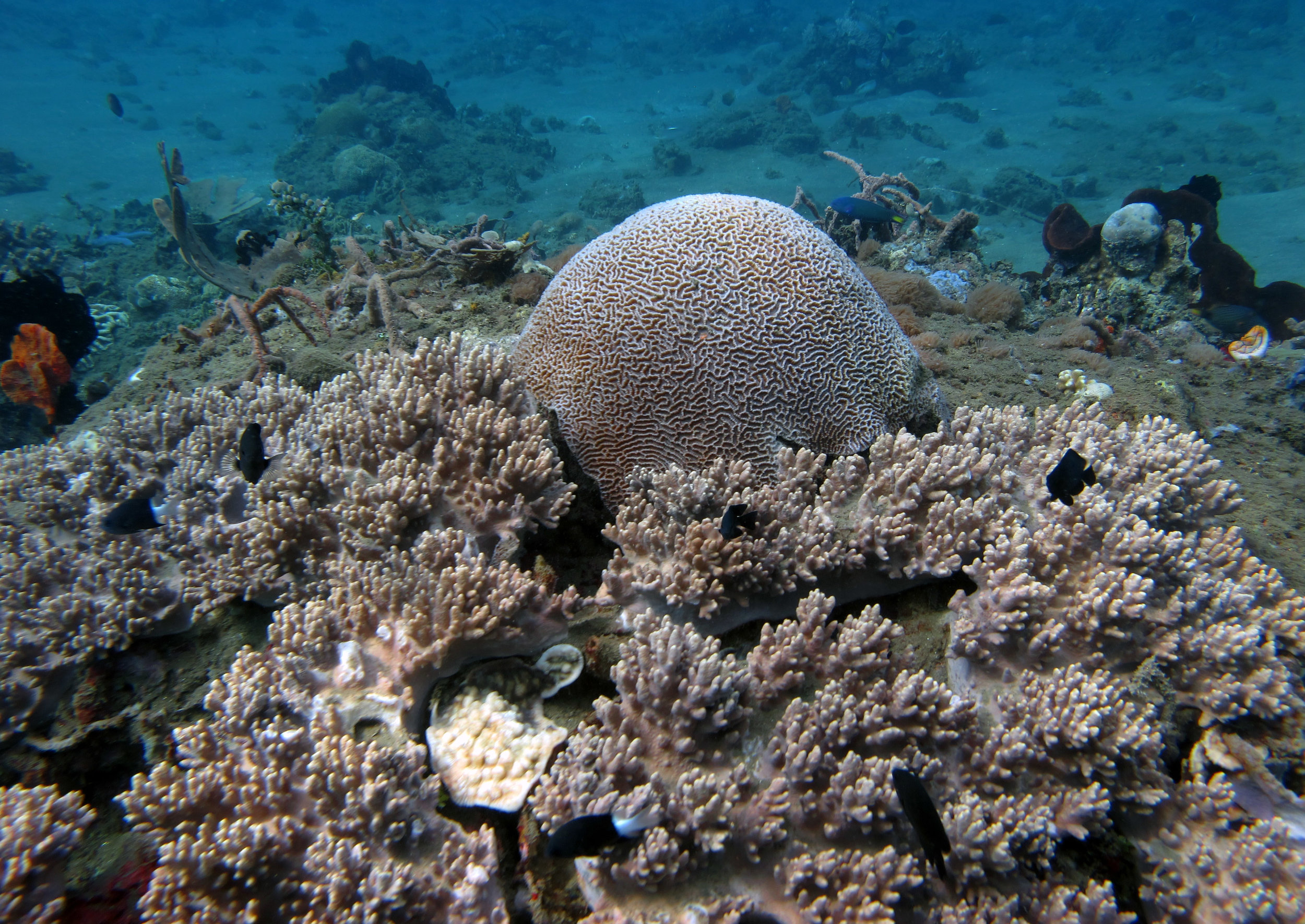 corals in muck wasteland.jpg
